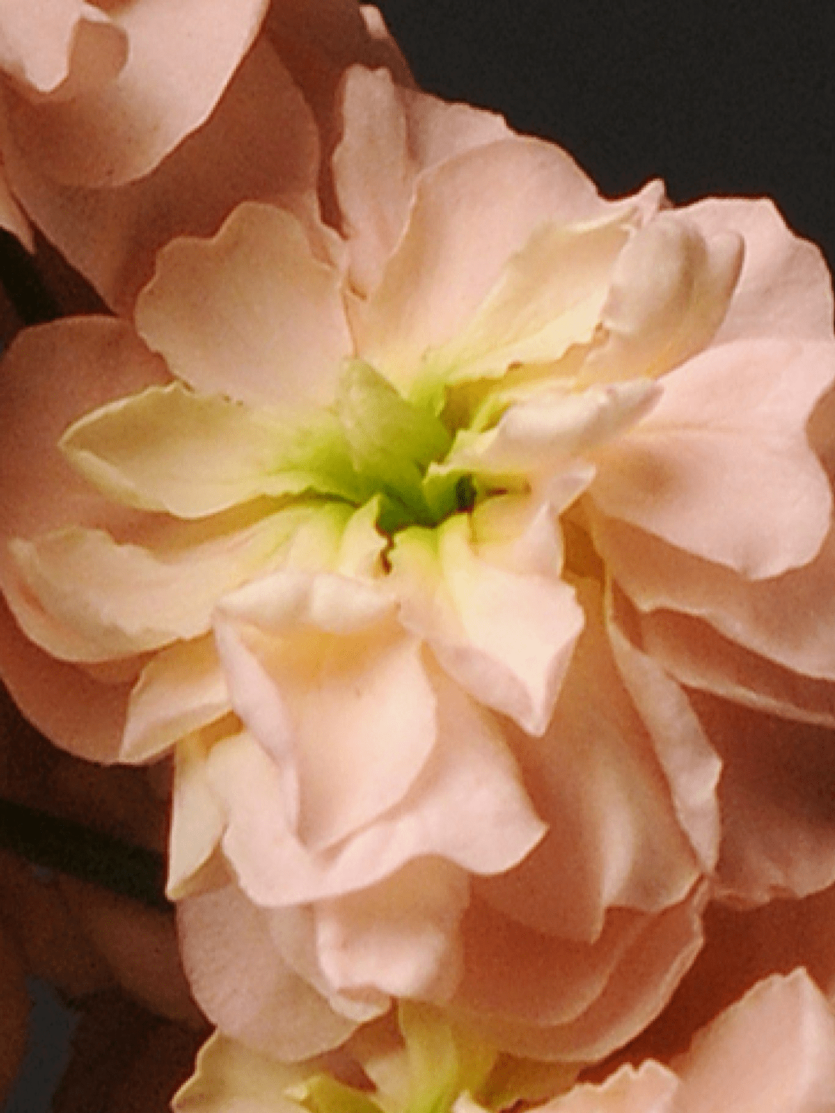 Levkøj 'Iron Apricot' Seed 