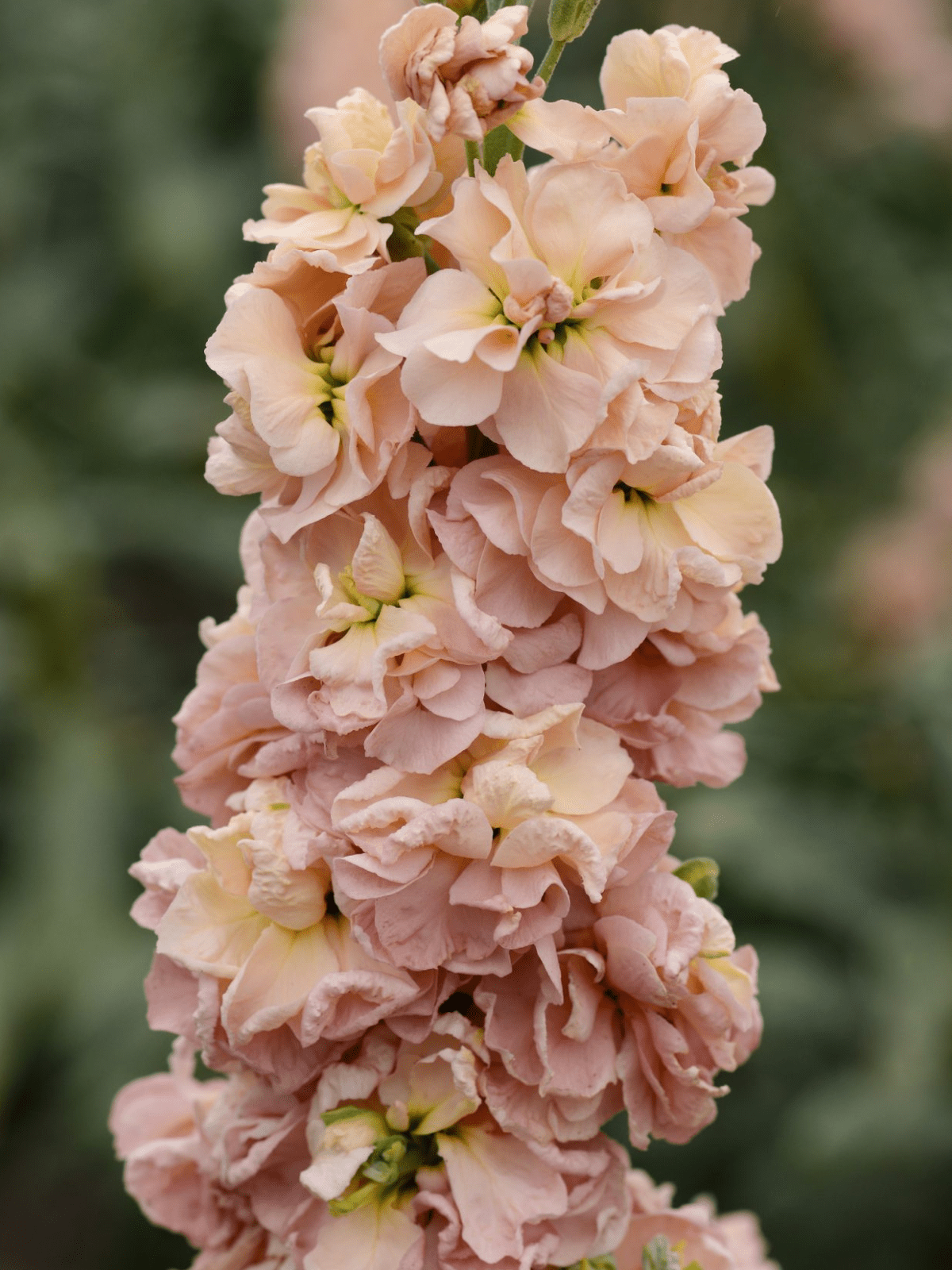 Levkøj 'Iron Apricot' Seed 