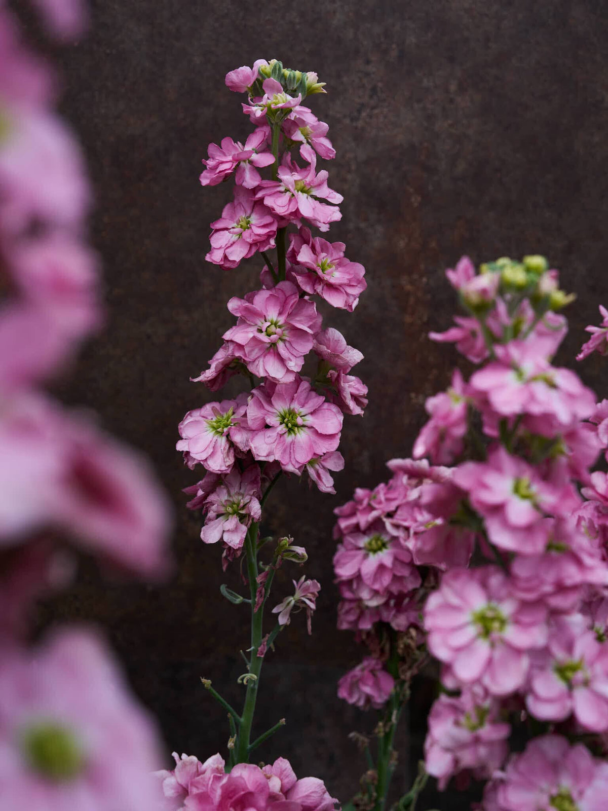 Levkøj 'Mathilda Antique Rose' Seed 