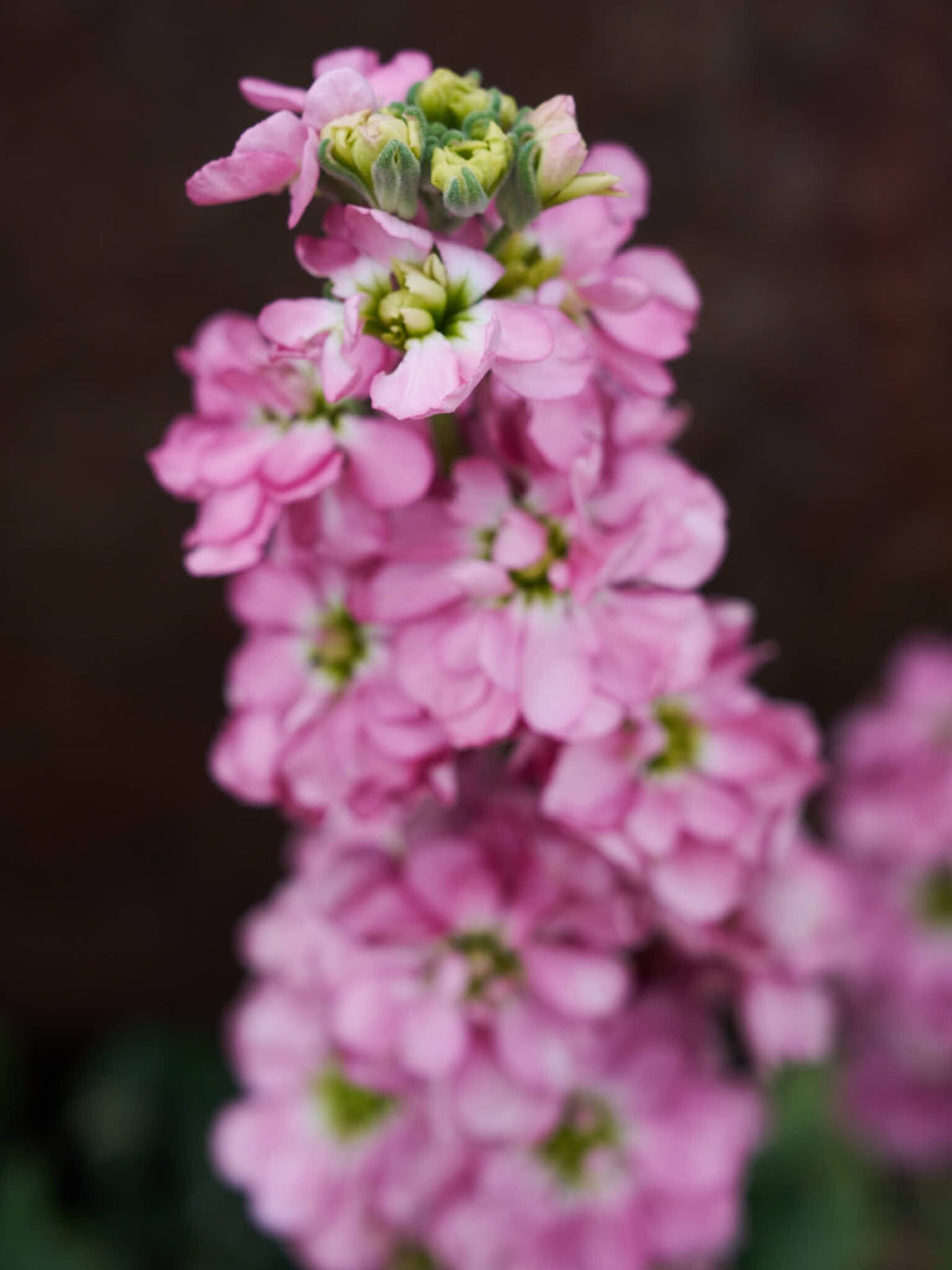 Levkøj 'Mathilda Antique Rose' Seed 