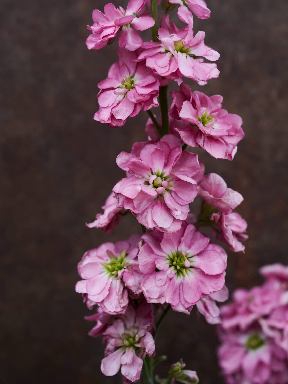 Levkøj 'Mathilda Antique Rose' Seed 