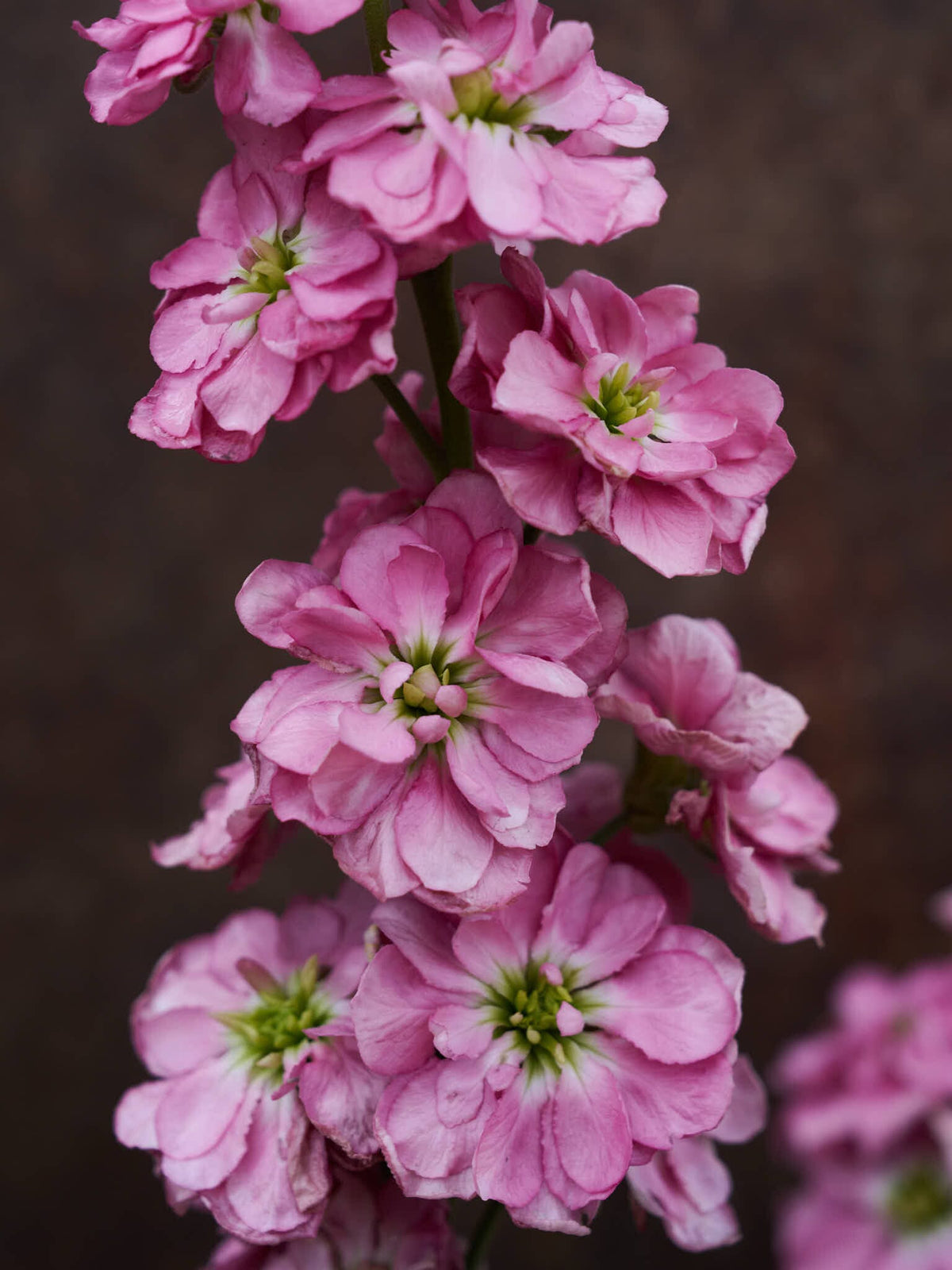 Levkøj 'Mathilda Antique Rose' Seed 