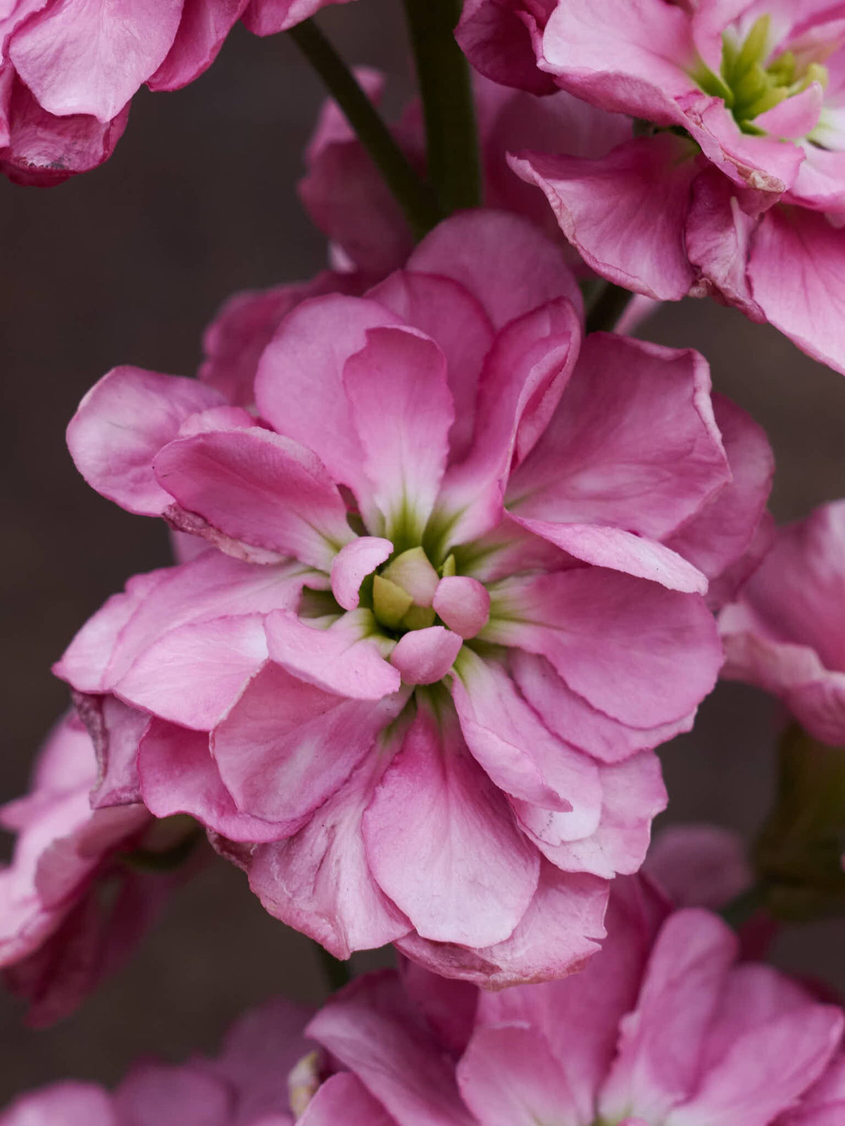 Levkøj 'Mathilda Antique Rose' Seed 