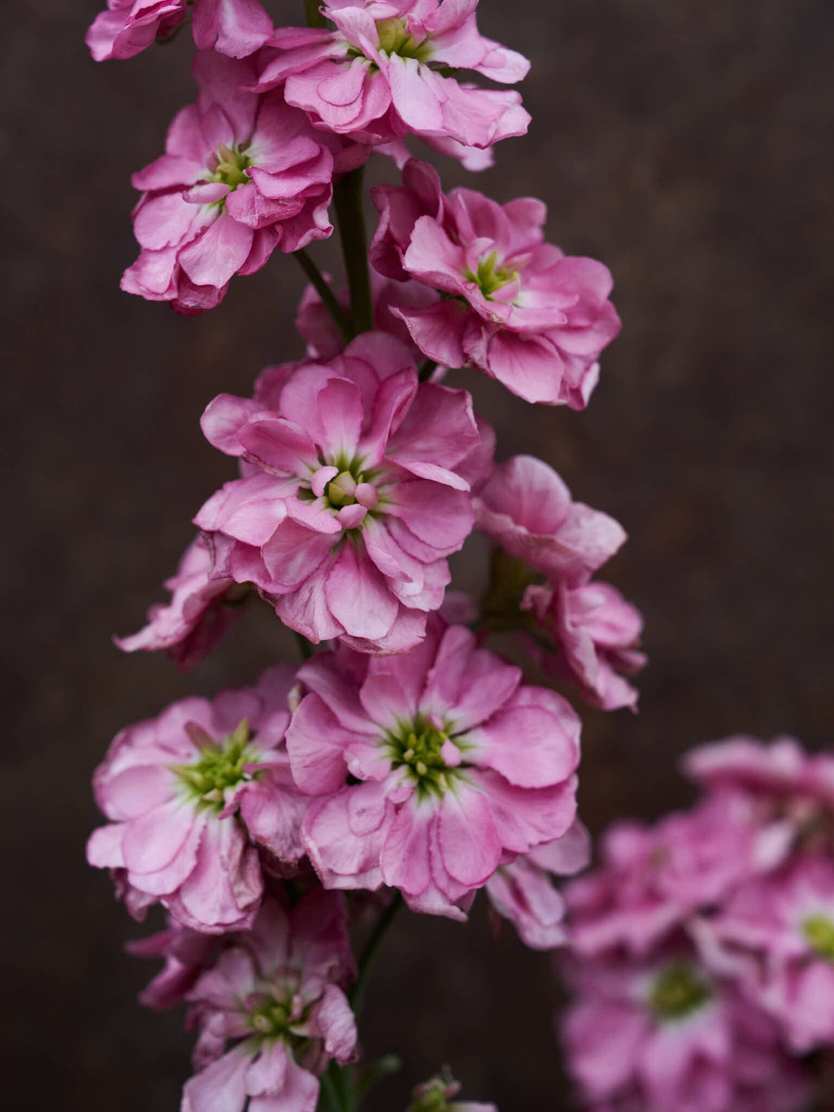 Levkøj 'Mathilda Antique Rose' Seed 