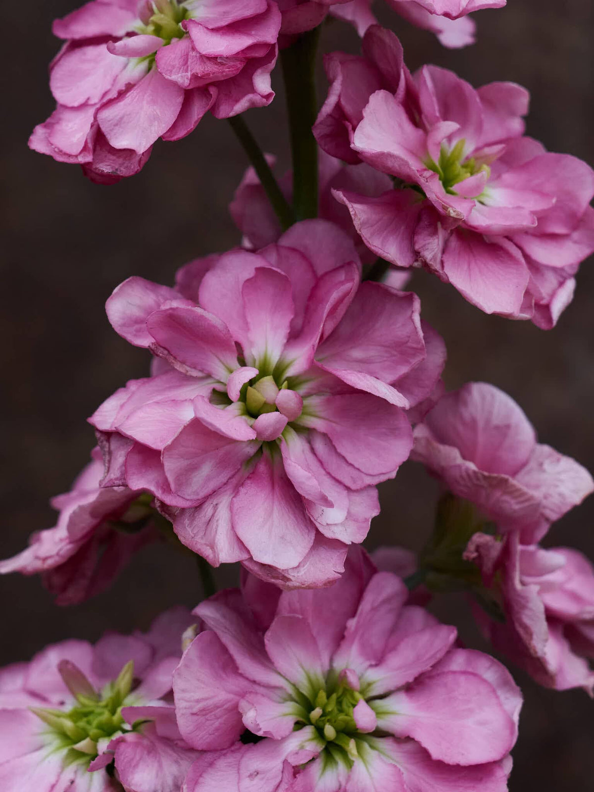 Levkøj 'Mathilda Antique Rose' Seed 