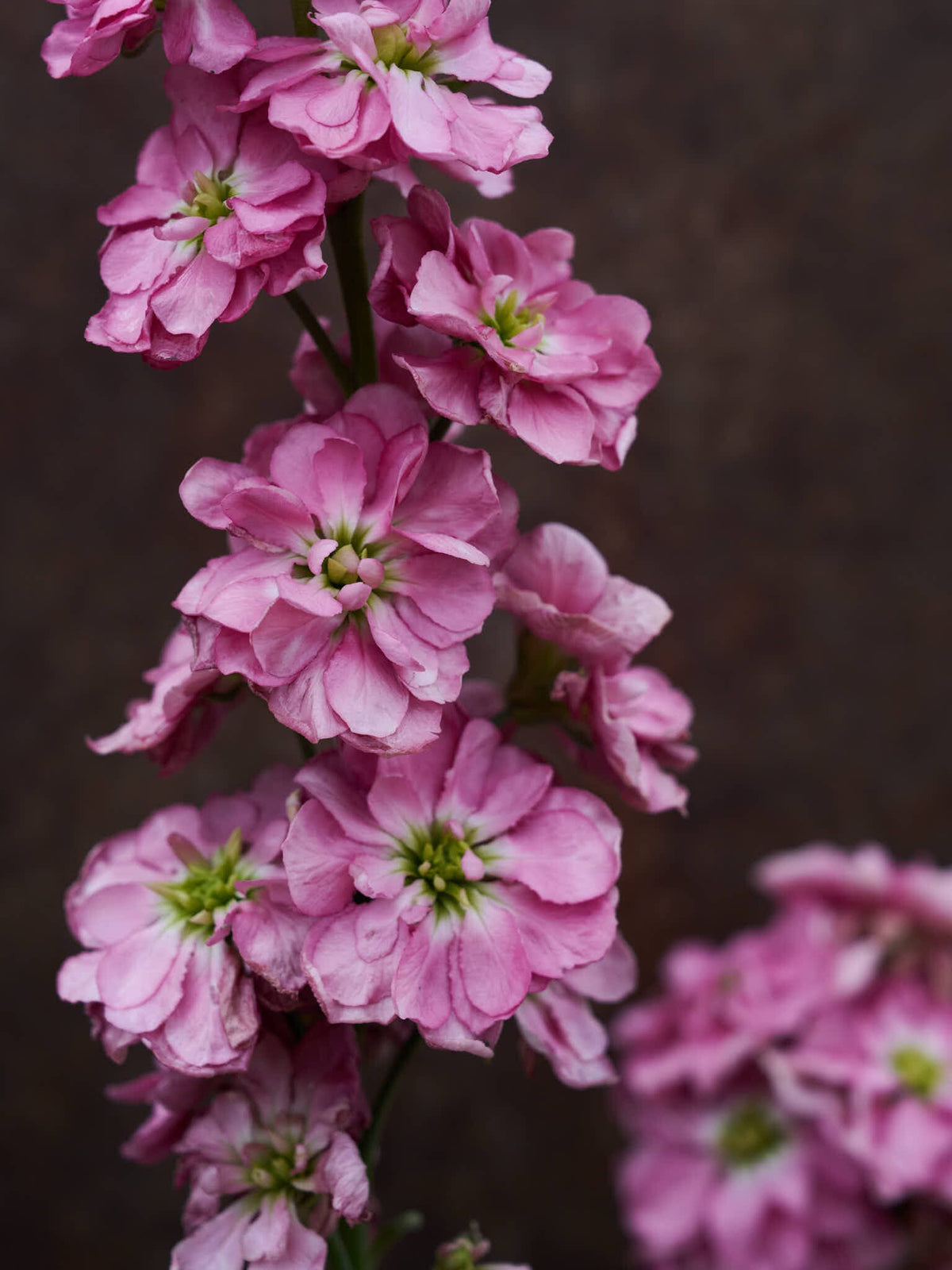 Levkøj 'Mathilda Antique Rose' Seed 