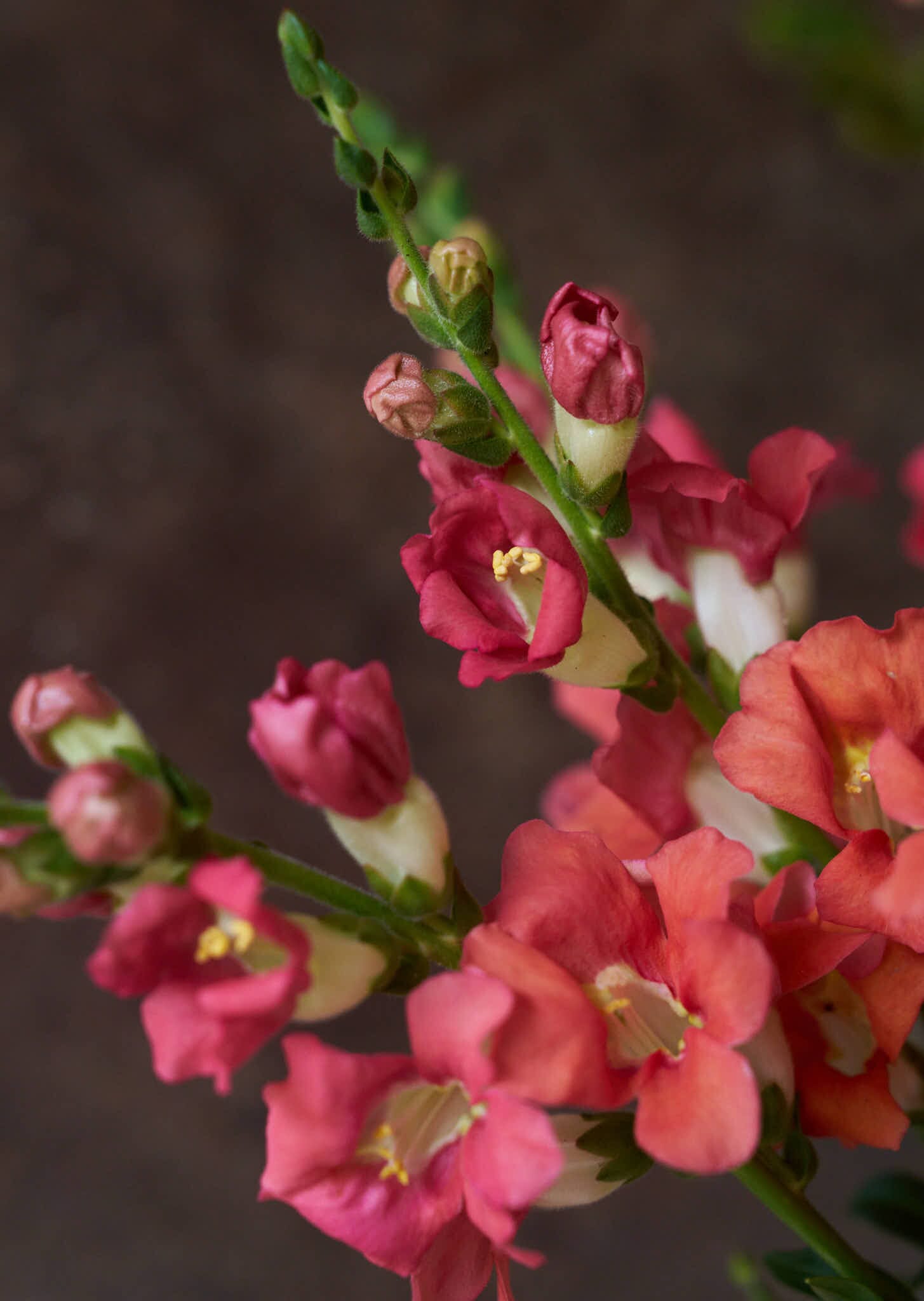Løvemund 'Chantilly Bronze' Seed 