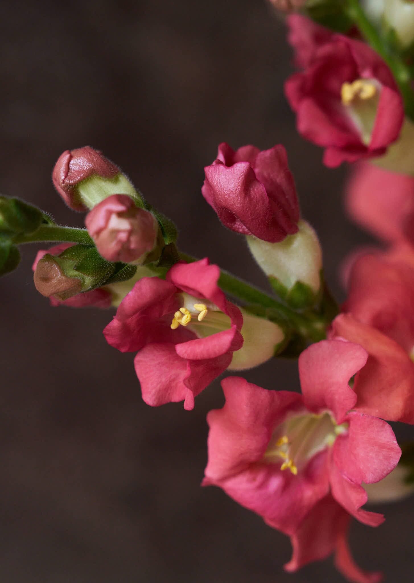 Løvemund 'Chantilly Bronze' Seed 