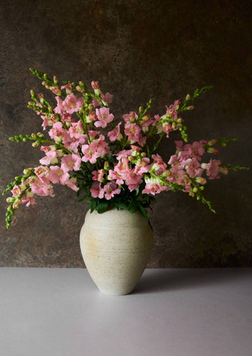 Løvemund 'Chantilly Light Pink' Seed 