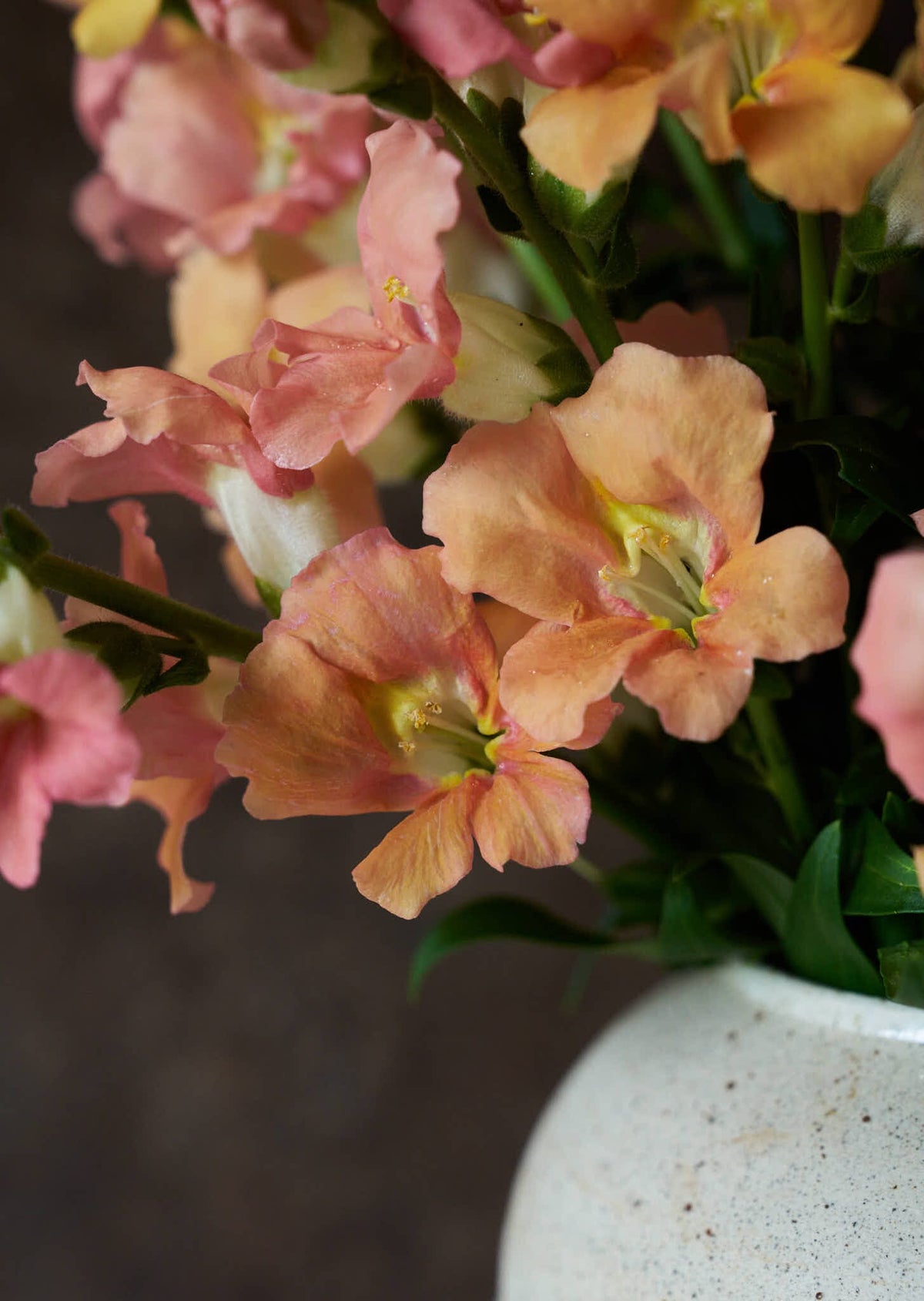 Løvemund 'Chantilly Light Salmon' Seed 