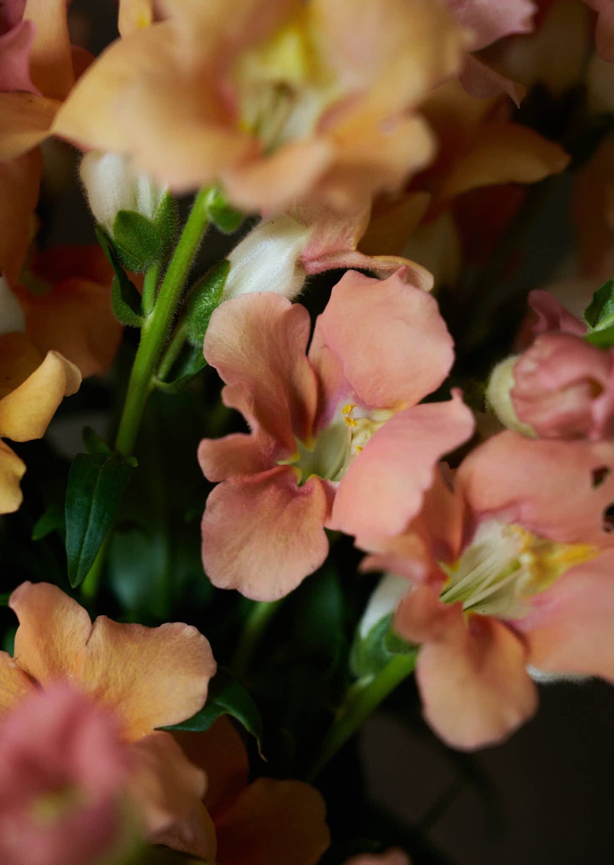 Løvemund 'Chantilly Light Salmon' Seed 