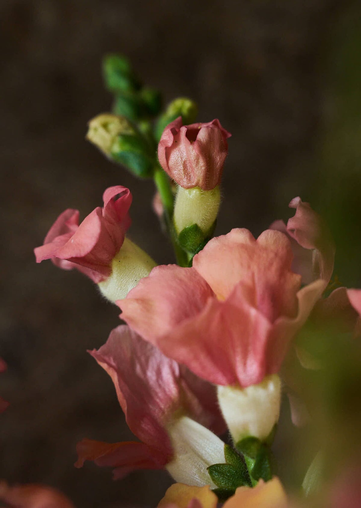 Løvemund 'Chantilly Light Salmon' Seed 