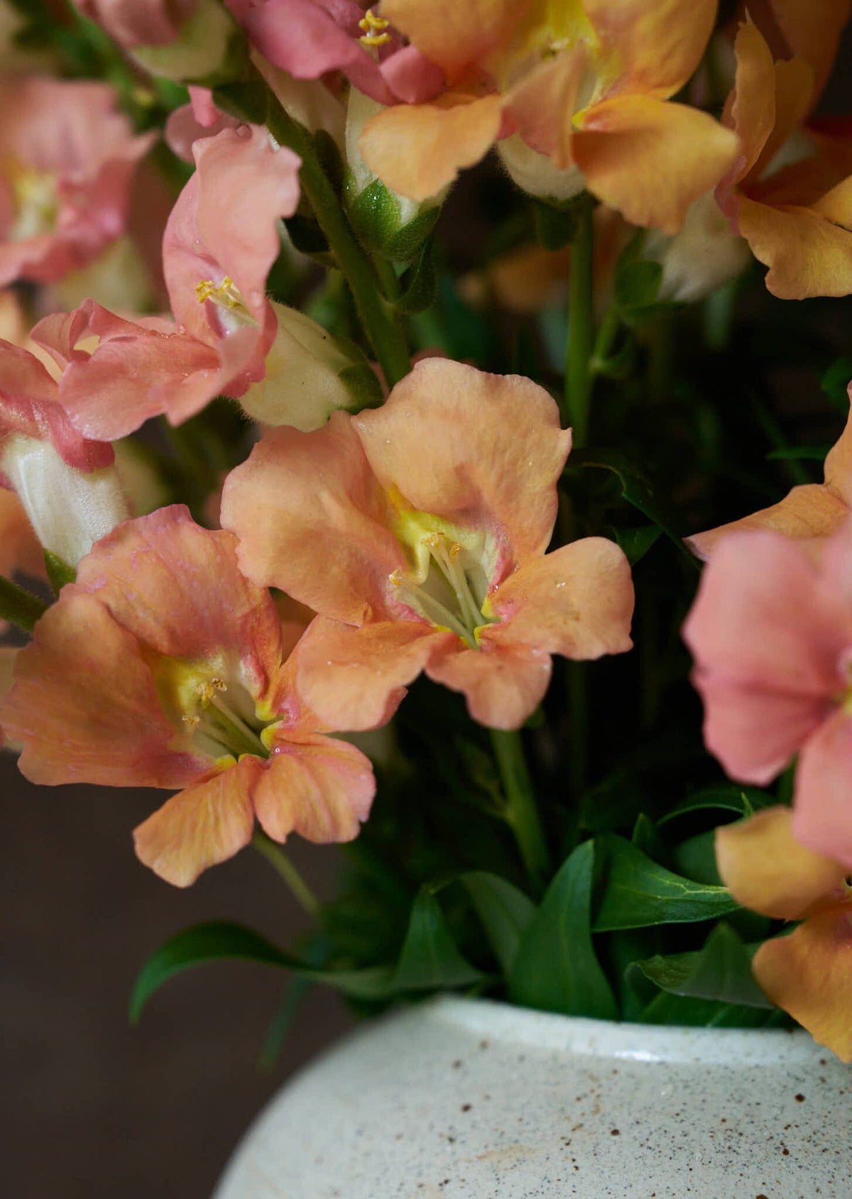 Løvemund 'Chantilly Light Salmon' Seed 