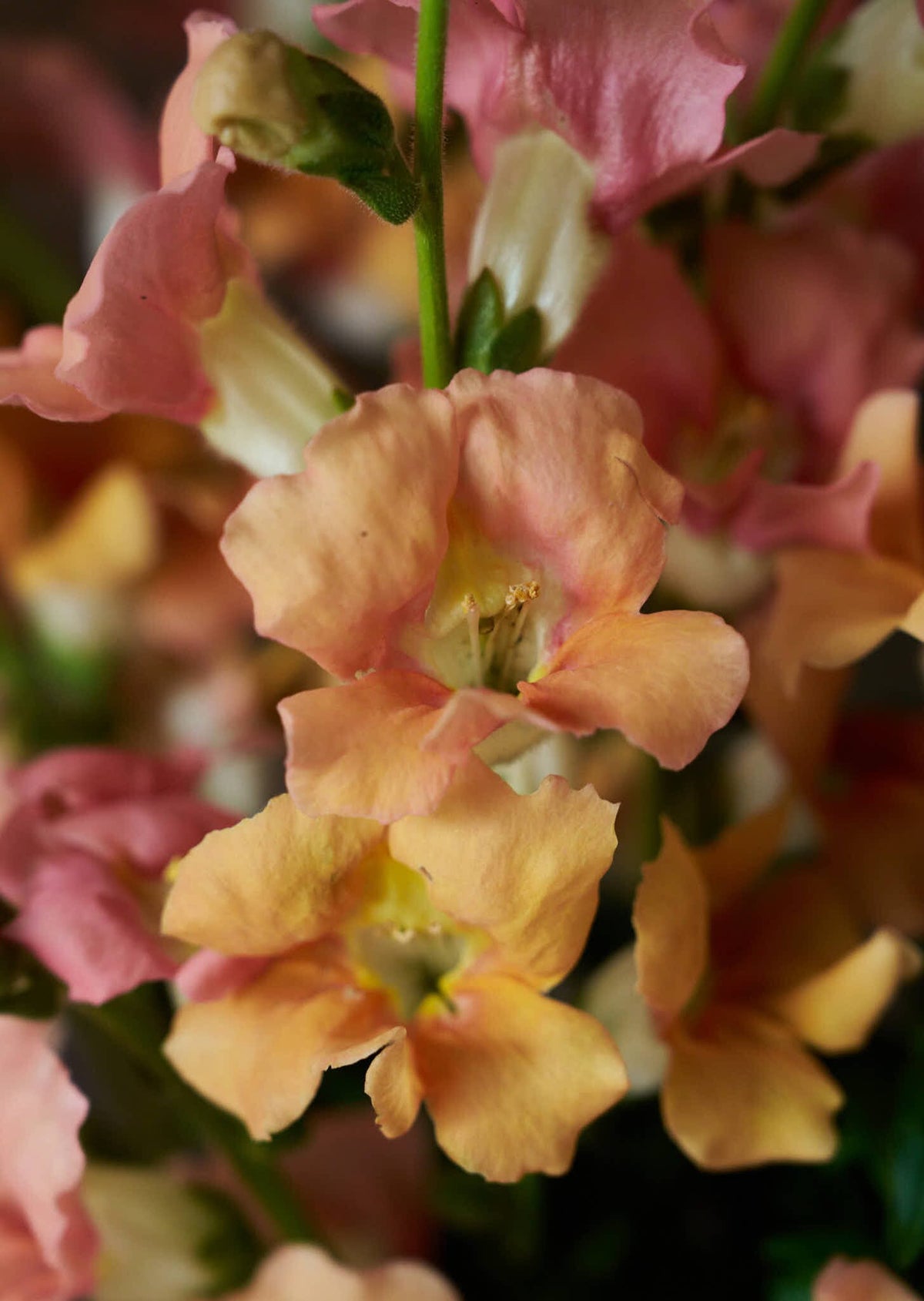 Løvemund 'Chantilly Light Salmon' Seed 