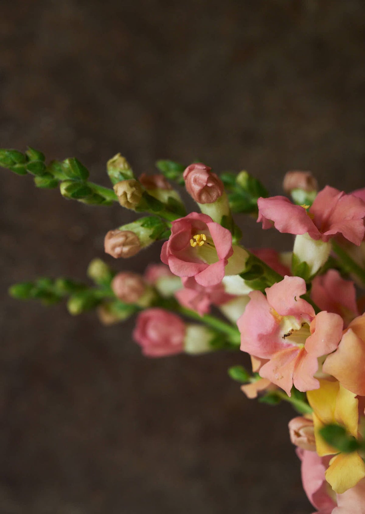 Løvemund 'Chantilly Light Salmon' Seed 