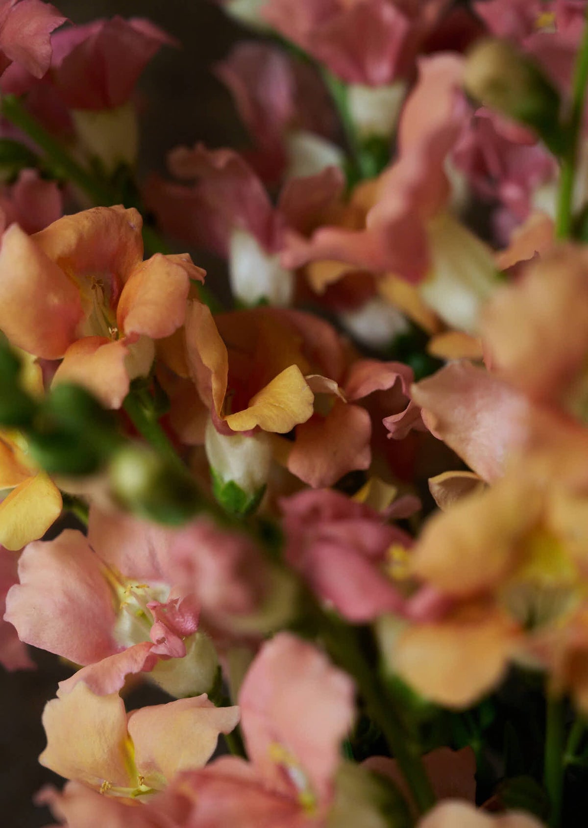 Løvemund 'Chantilly Light Salmon' Seed 