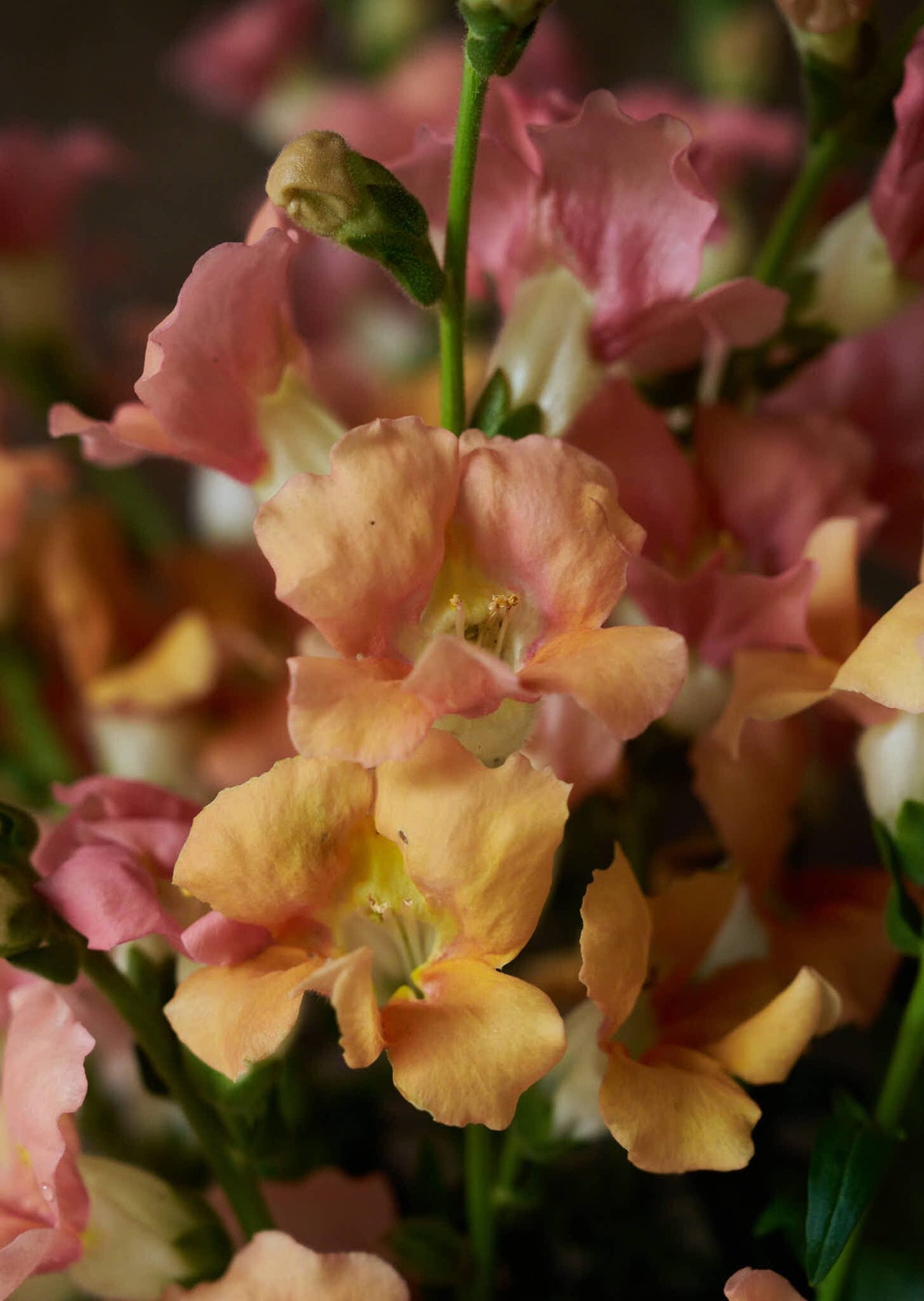 Løvemund 'Chantilly Light Salmon' Seed 