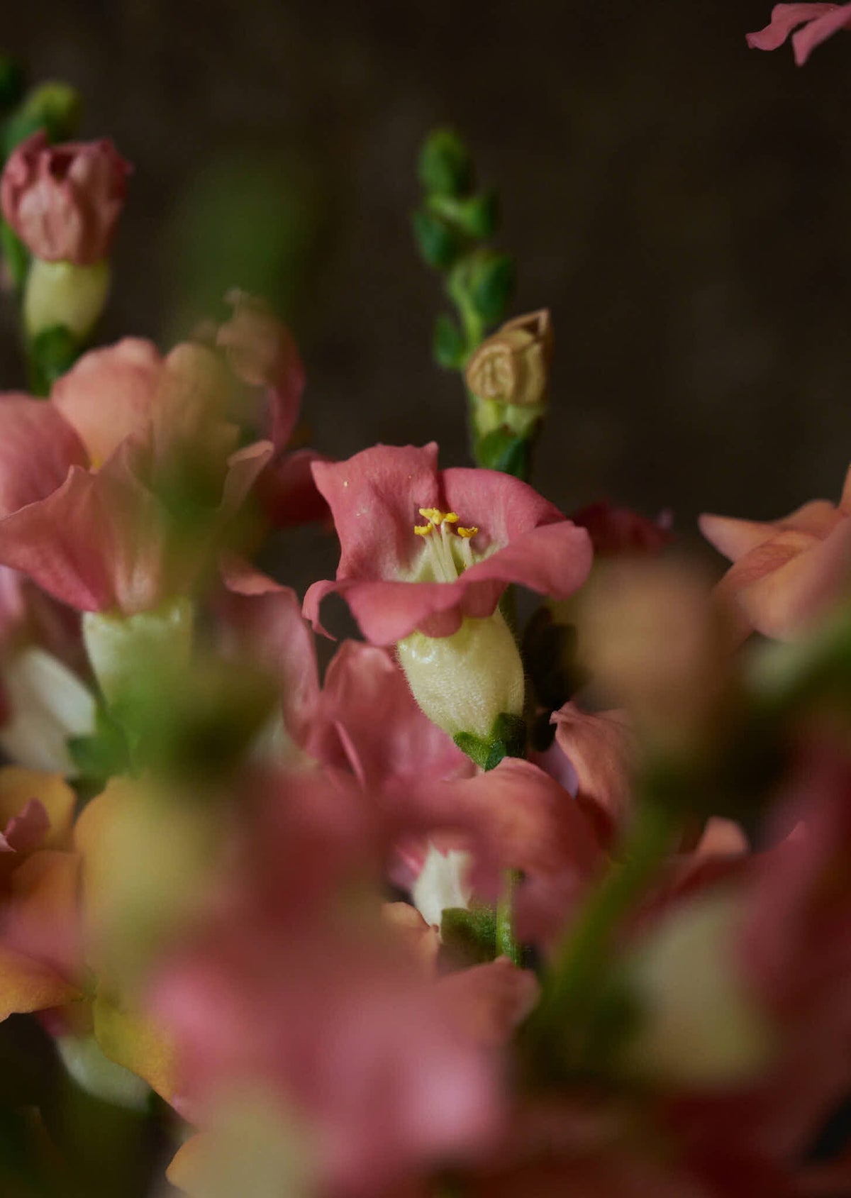 Løvemund 'Chantilly Light Salmon' Seed 