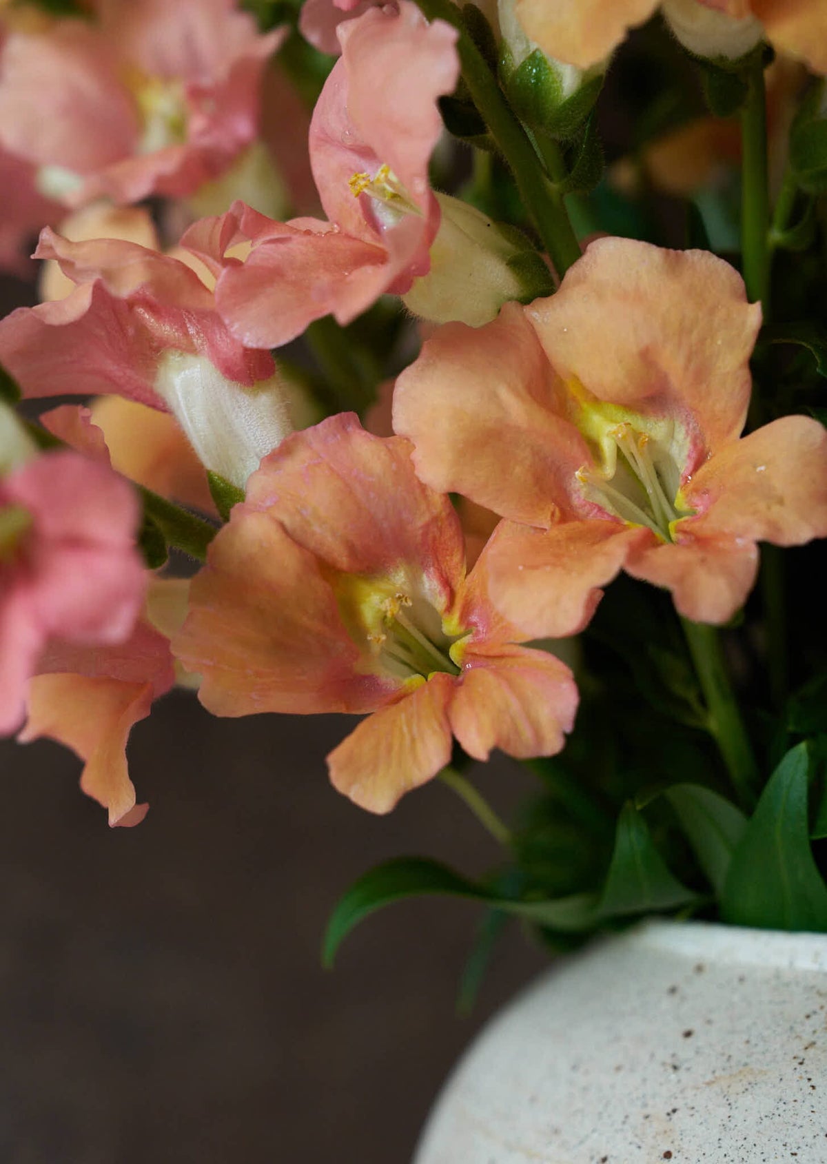 Løvemund 'Chantilly Light Salmon' Seed 