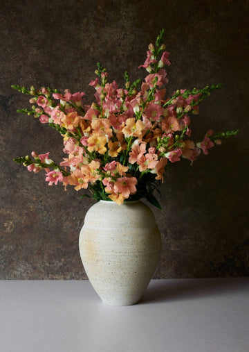 Løvemund 'Chantilly Light Salmon' Seed 