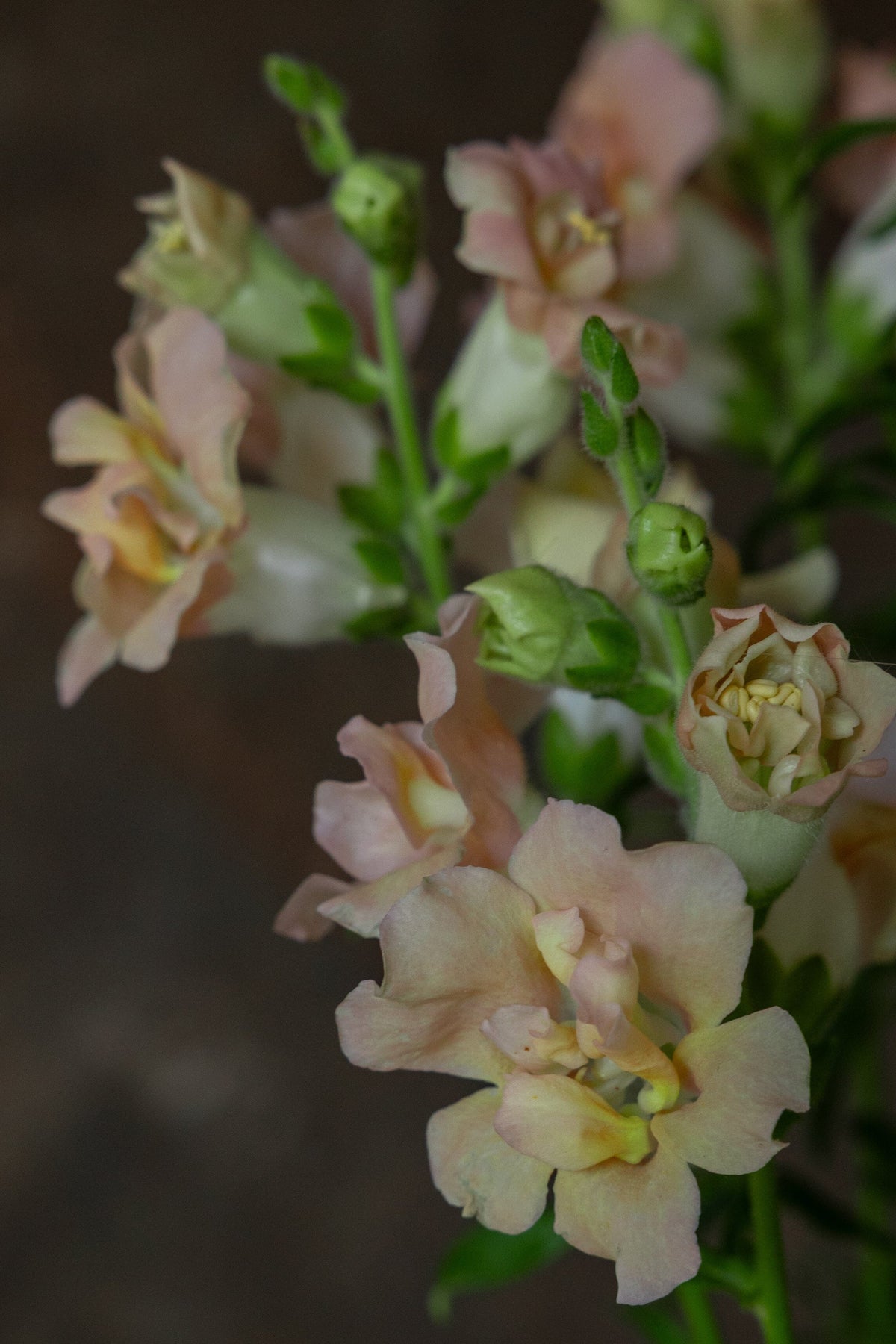 Løvemund 'Madame Butterfly Bronze' Seed 