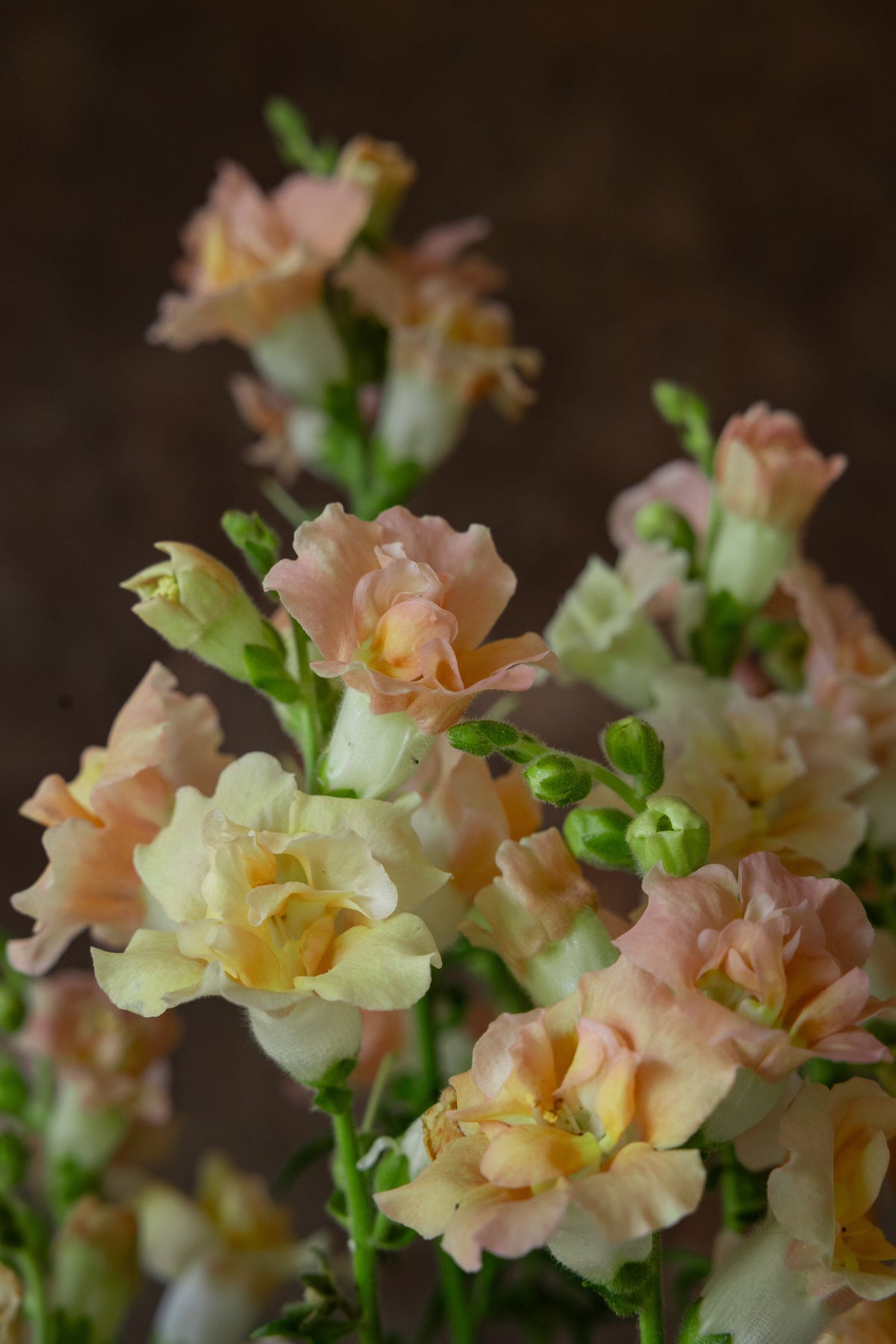 Løvemund 'Madame Butterfly Bronze' Seed 