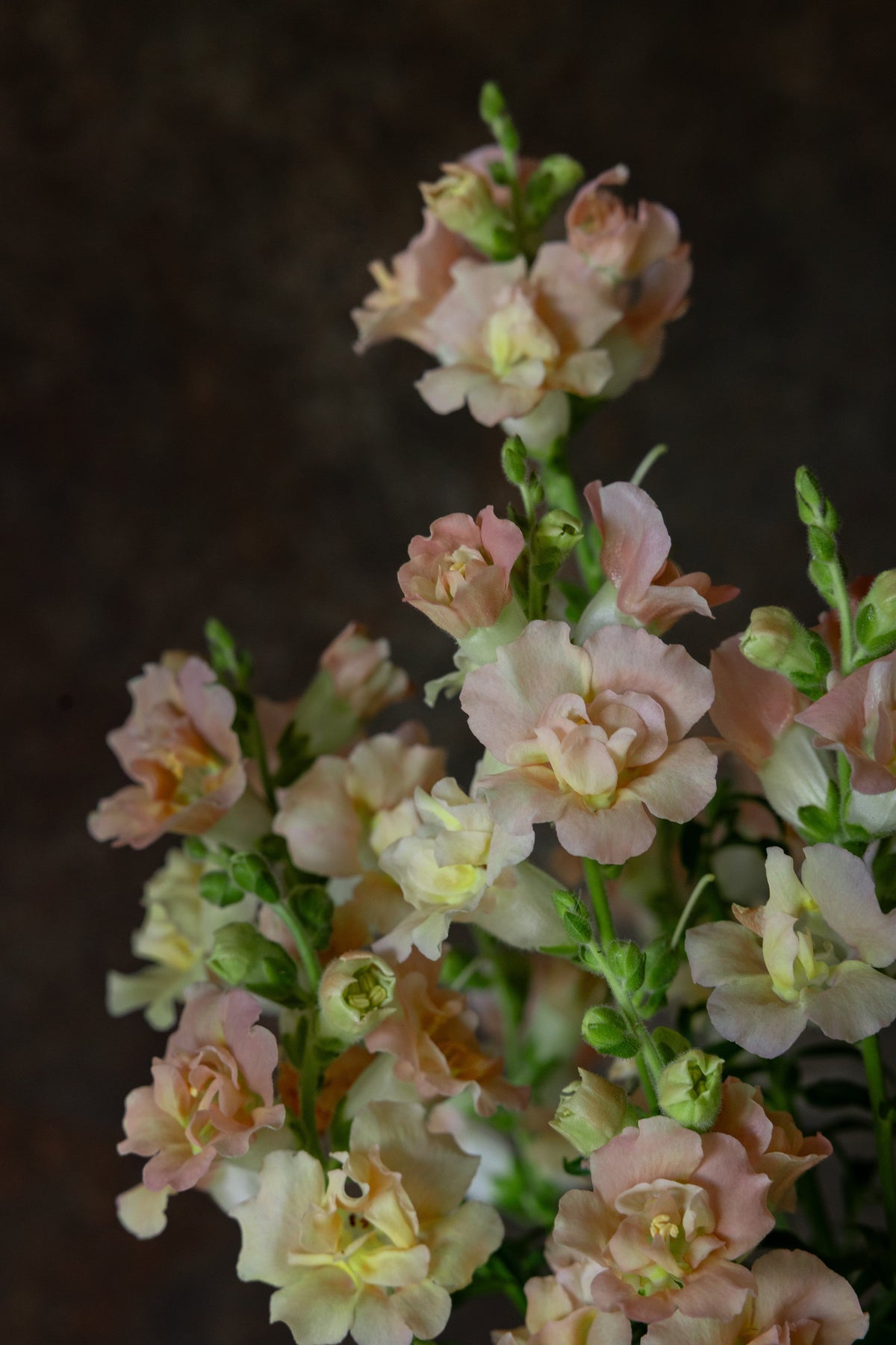 Løvemund 'Madame Butterfly Bronze' Seed 