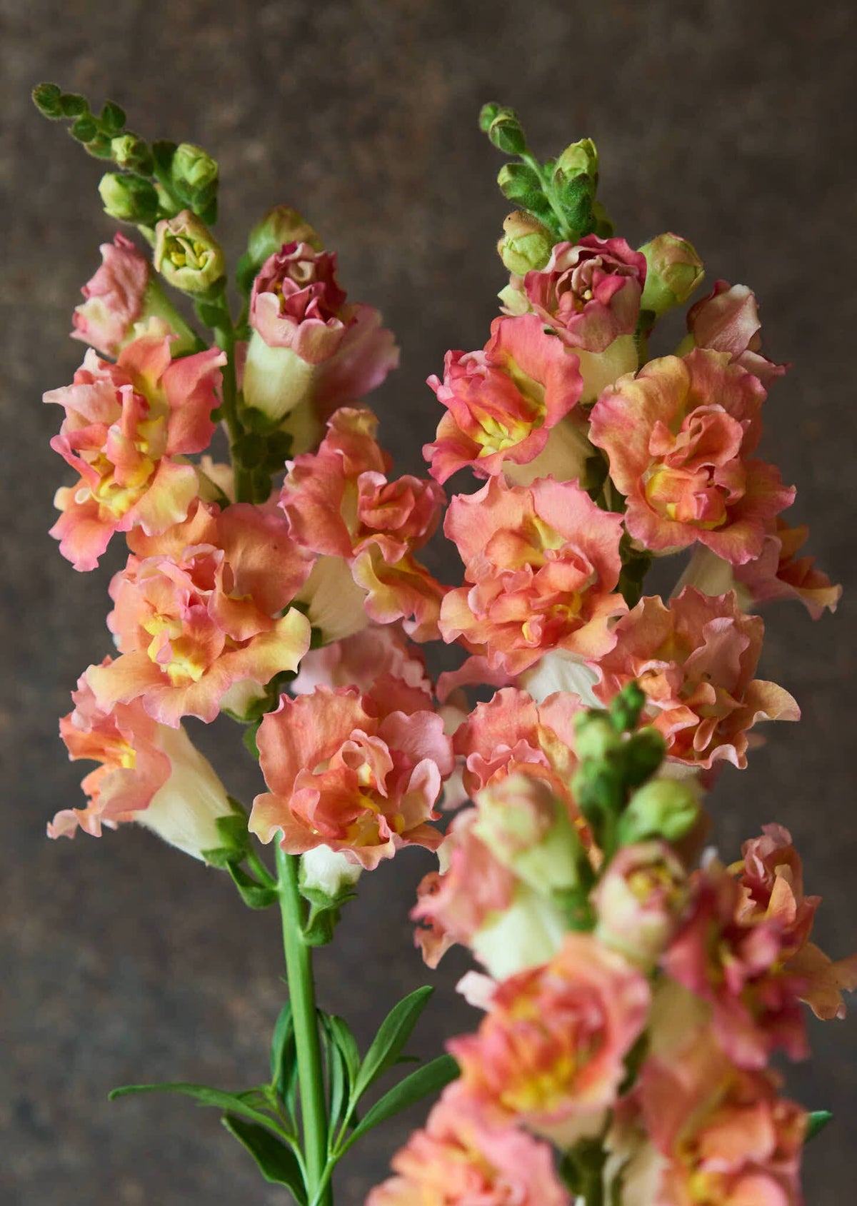 Løvemund 'Madame Butterfly Bronze with White' Seed 