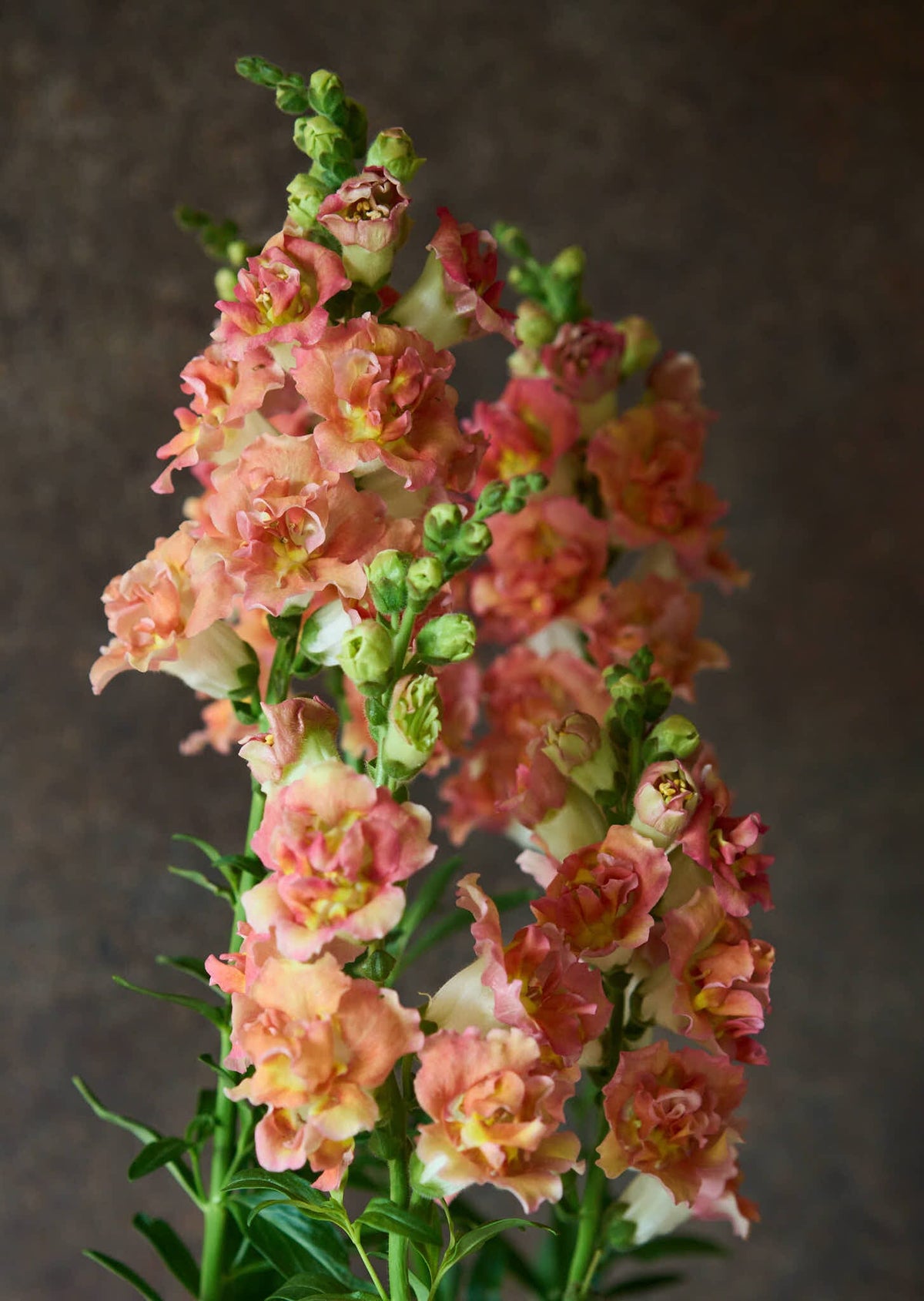 Løvemund 'Madame Butterfly Bronze with White' Seed 