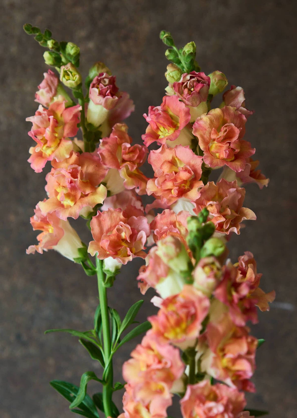 Løvemund 'Madame Butterfly Bronze with White' Seed 