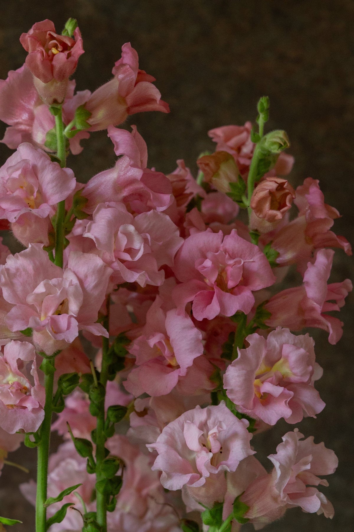 Løvemund 'Madame Butterfly Pink' Seed 