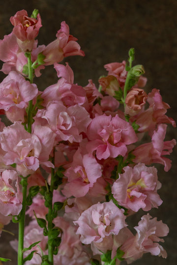 Løvemund 'Madame Butterfly Pink' Seed 