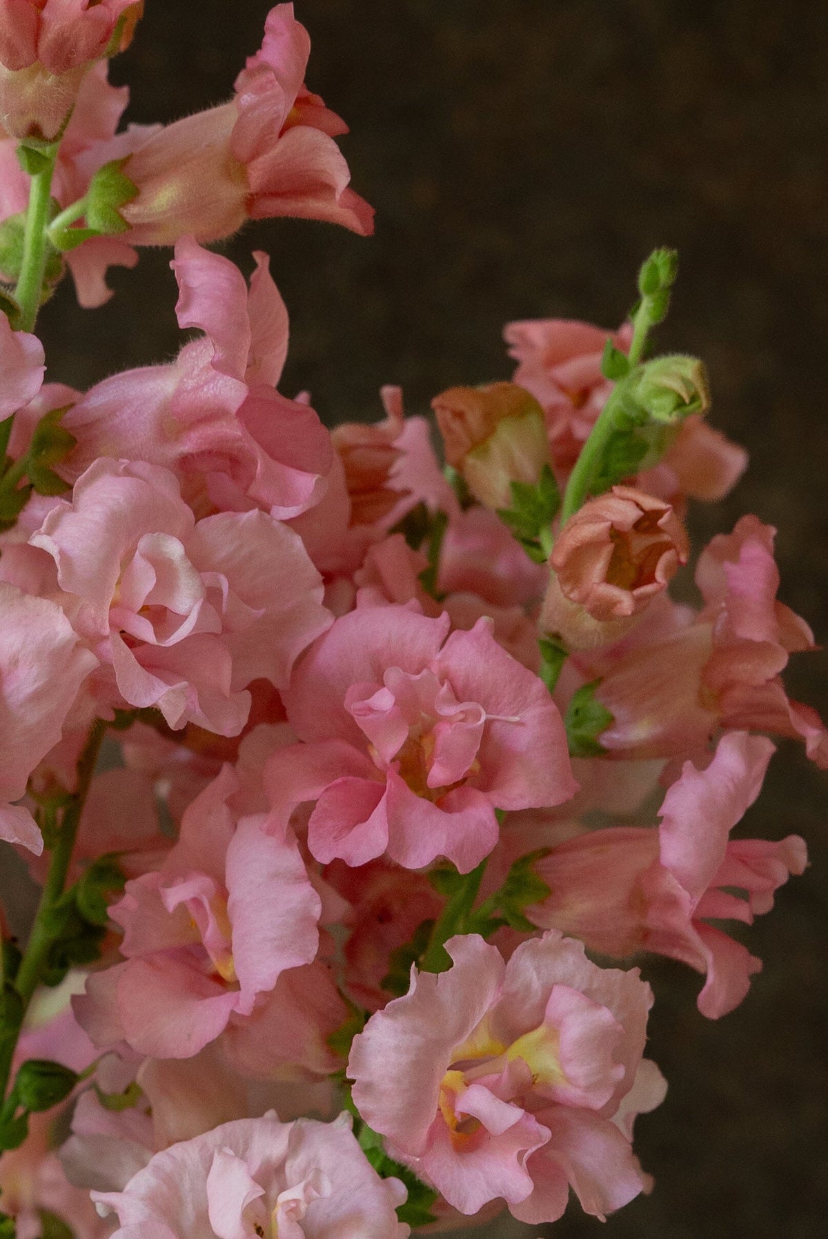 Løvemund 'Madame Butterfly Pink' Seed 