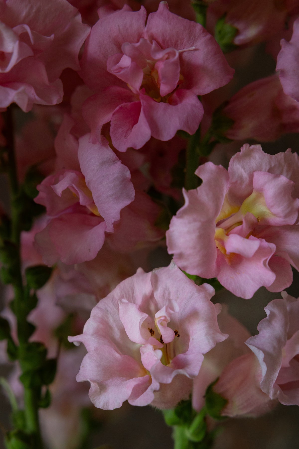 Løvemund 'Madame Butterfly Pink' Seed 