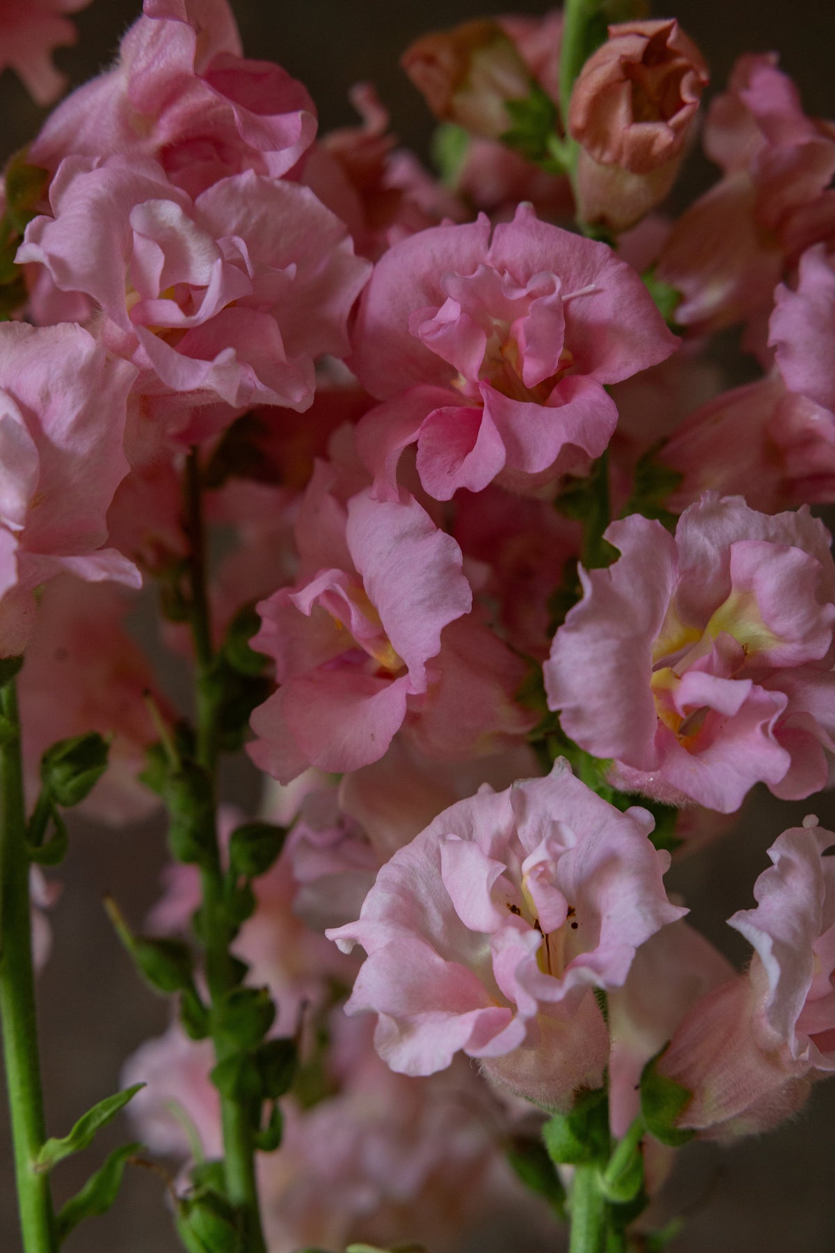 Løvemund 'Madame Butterfly Pink' Seed 