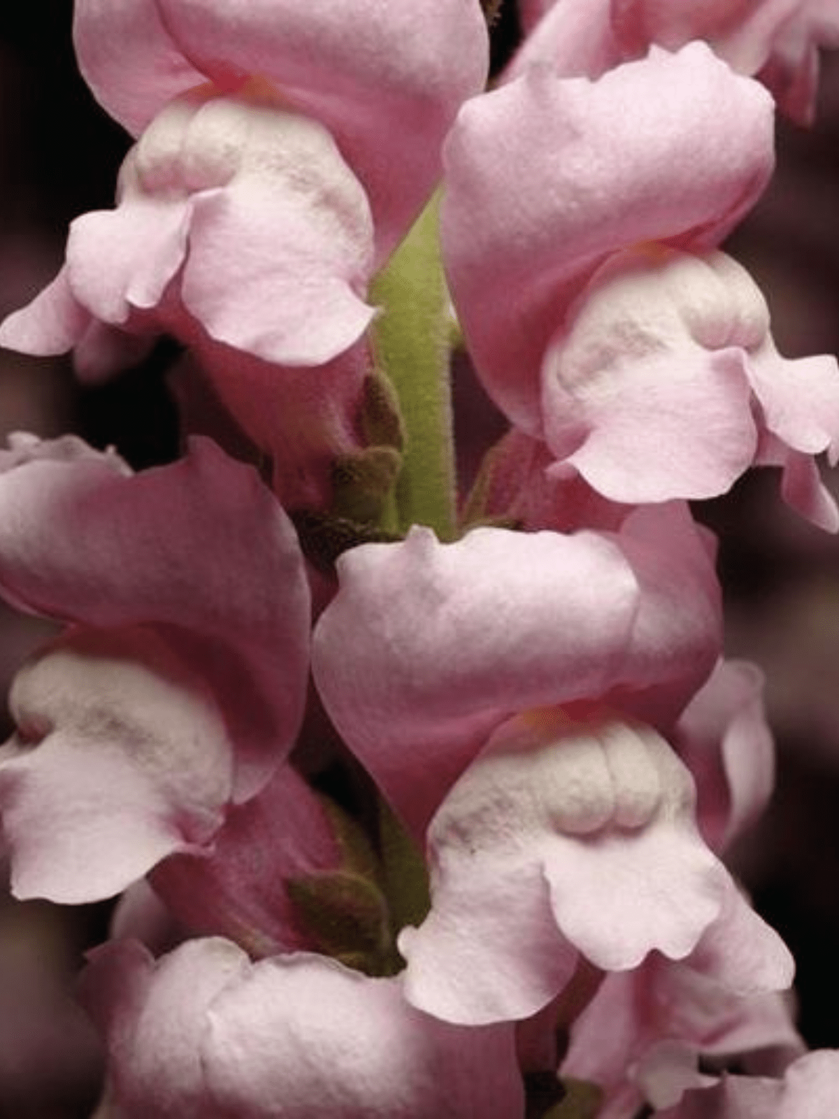Løvemund 'Maryland Lavender' muller seeds Seed 