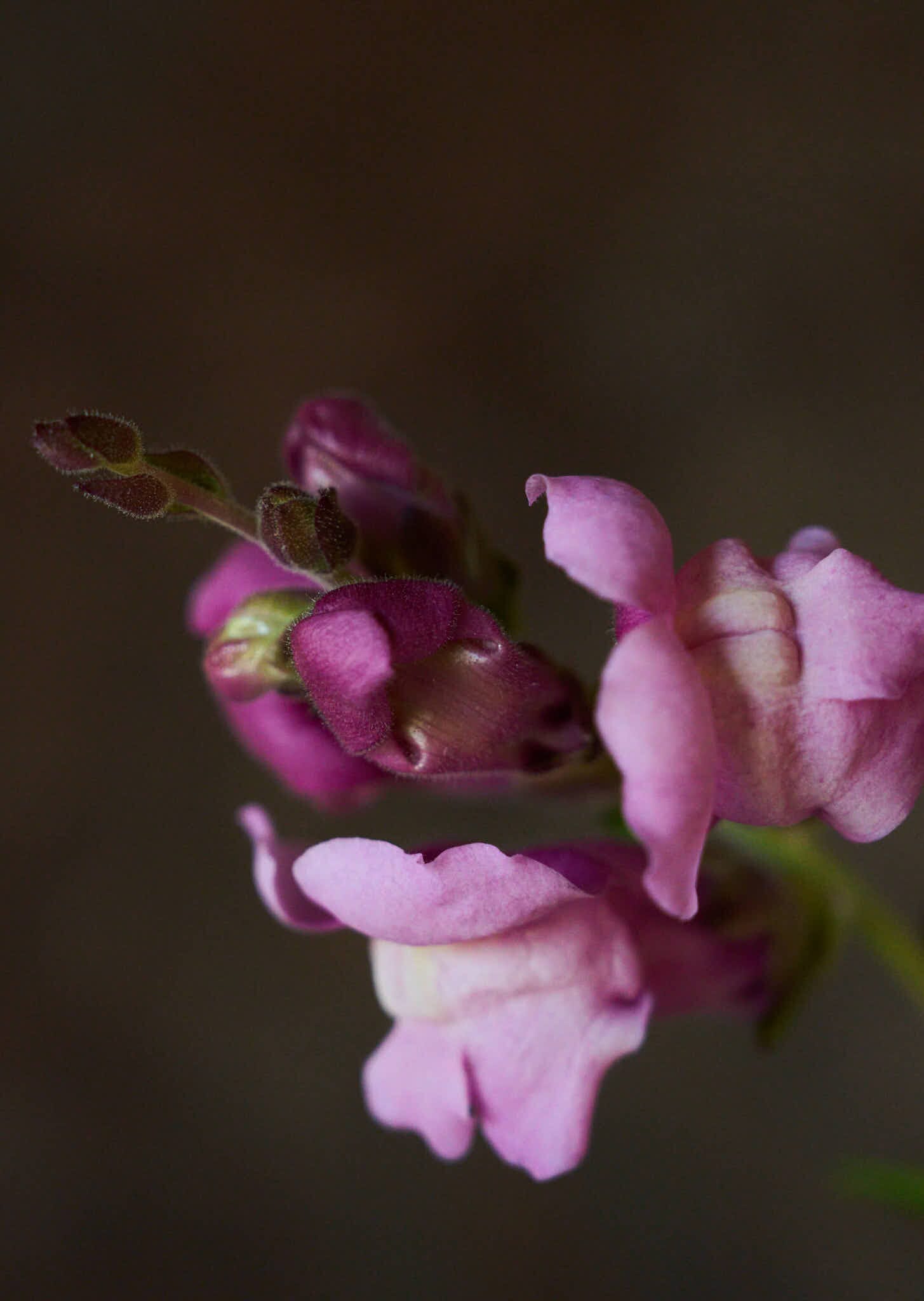 Løvemund 'Maryland Lavender' Seed 