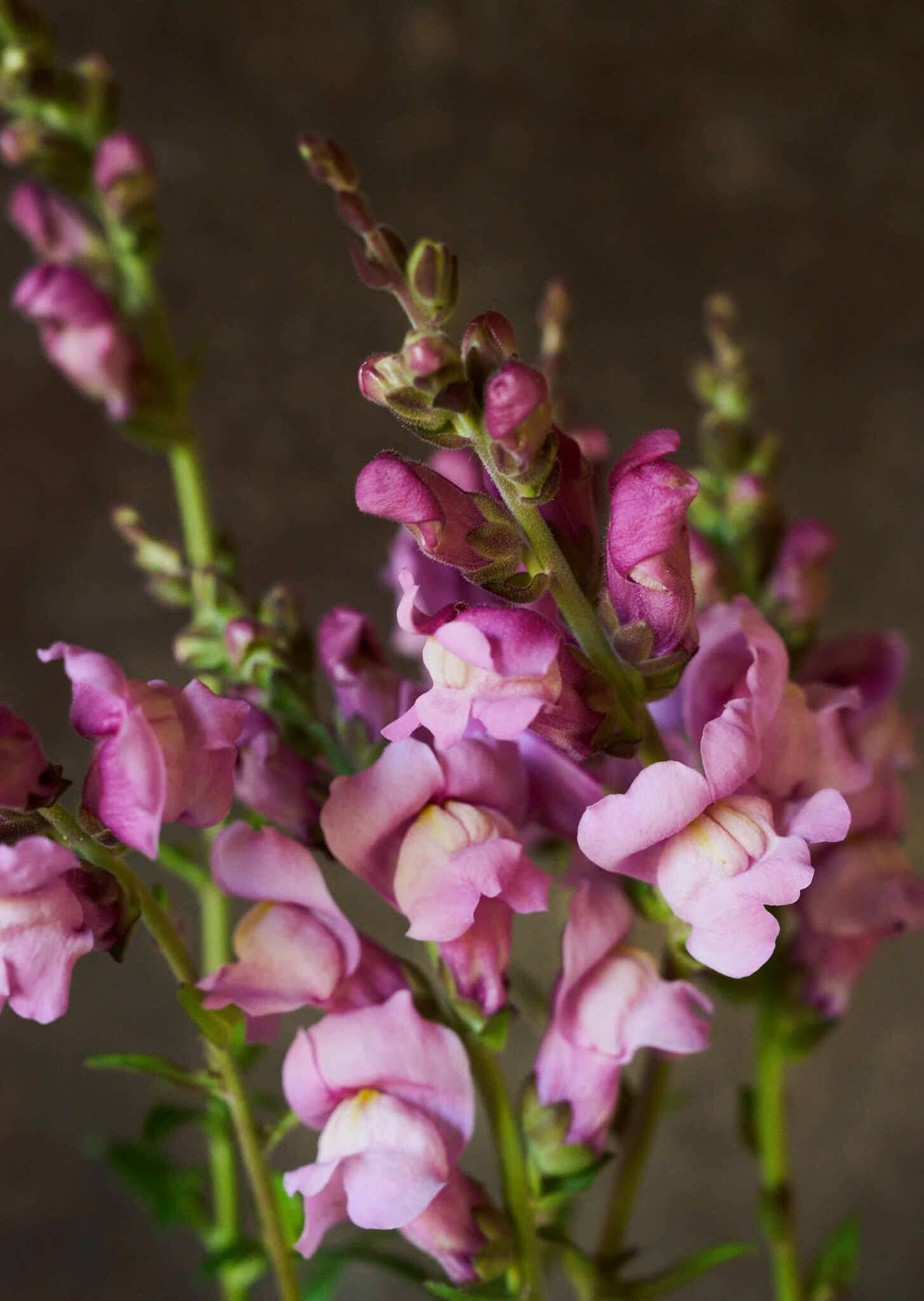 Løvemund 'Maryland Lavender' Seed 