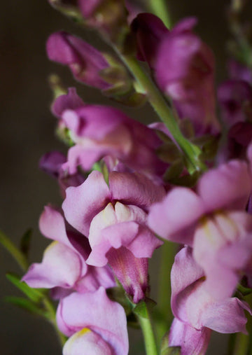 Løvemund 'Maryland Lavender' Seed 