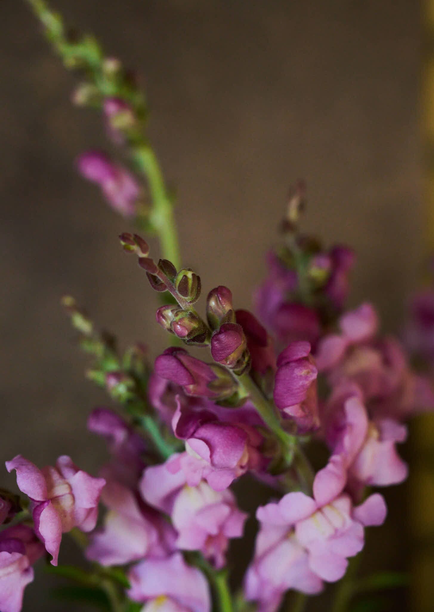Løvemund 'Maryland Lavender' Seed 