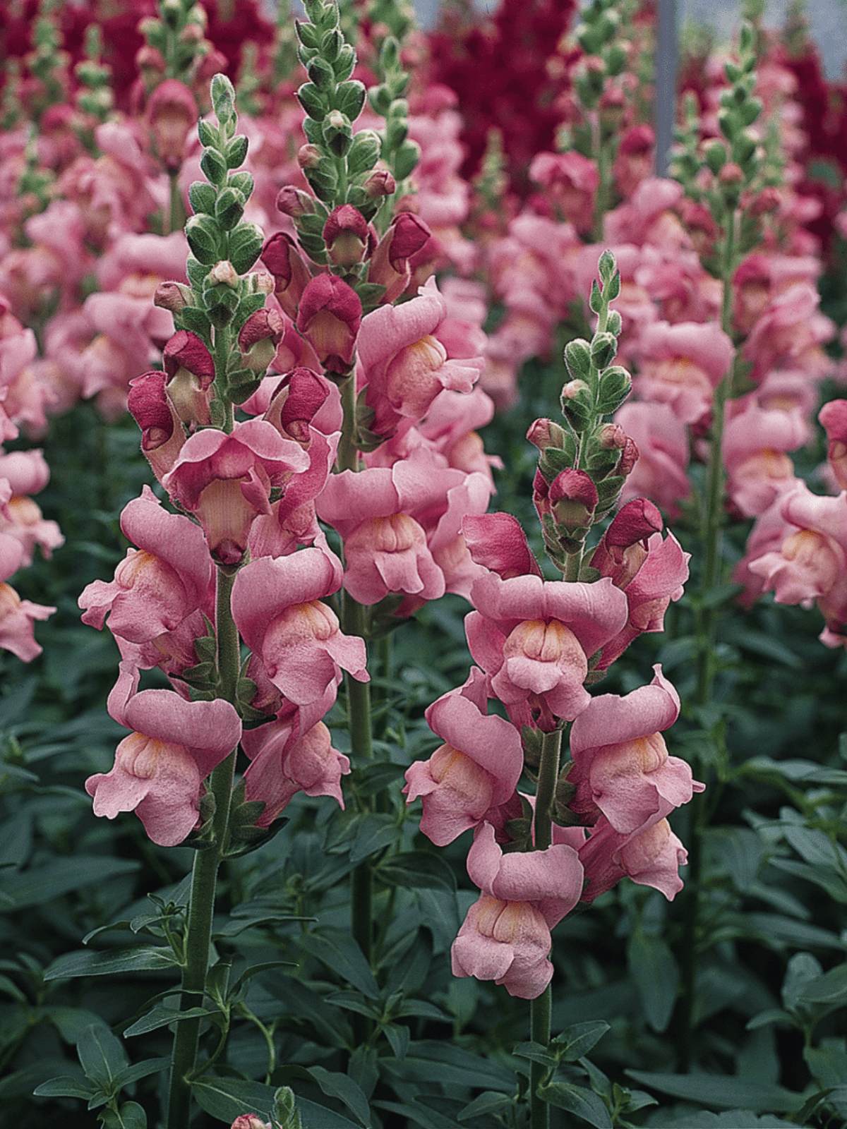 Løvemund 'Maryland Lavender' Seed 