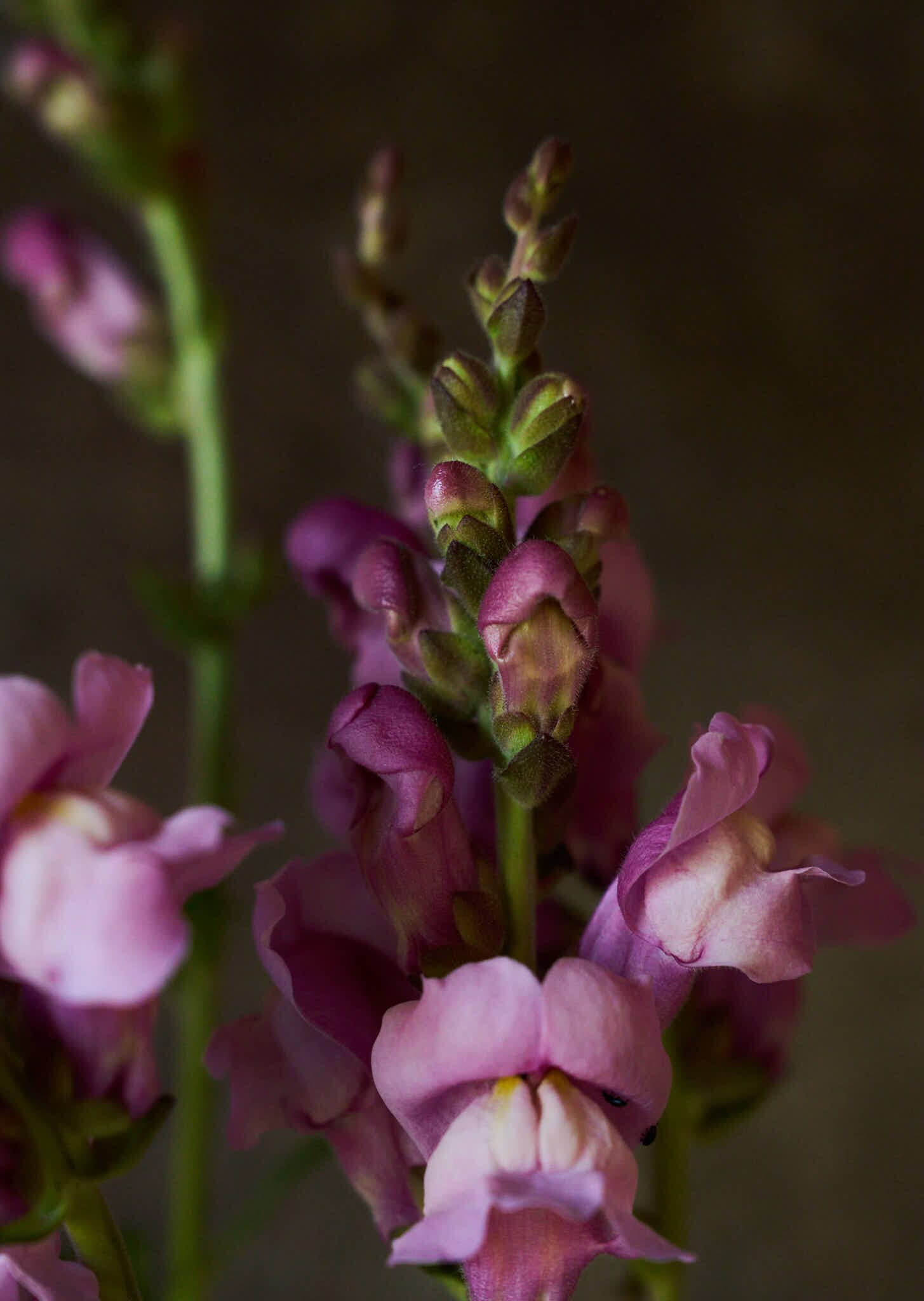 Løvemund 'Maryland Lavender' Seed 