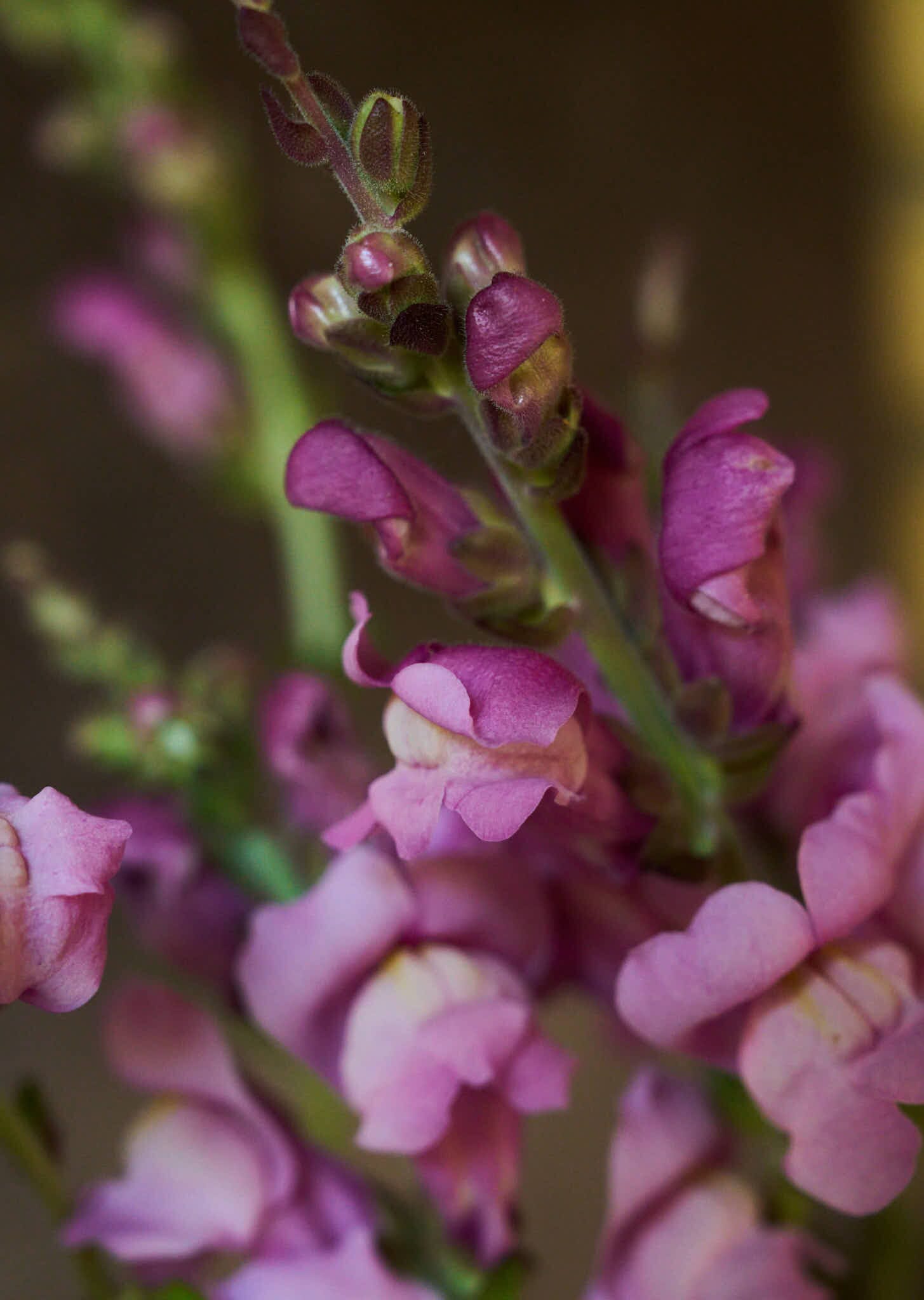 Løvemund 'Maryland Lavender' Seed 