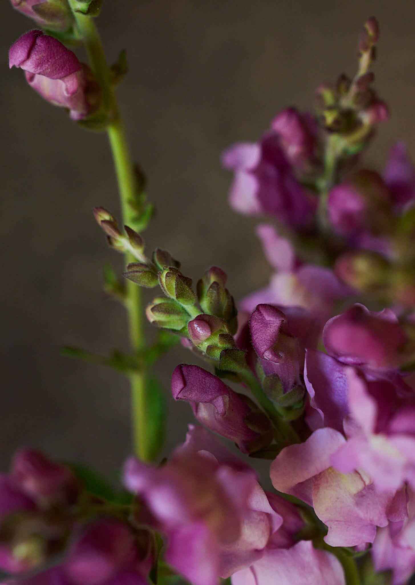 Løvemund 'Maryland Lavender' Seed 