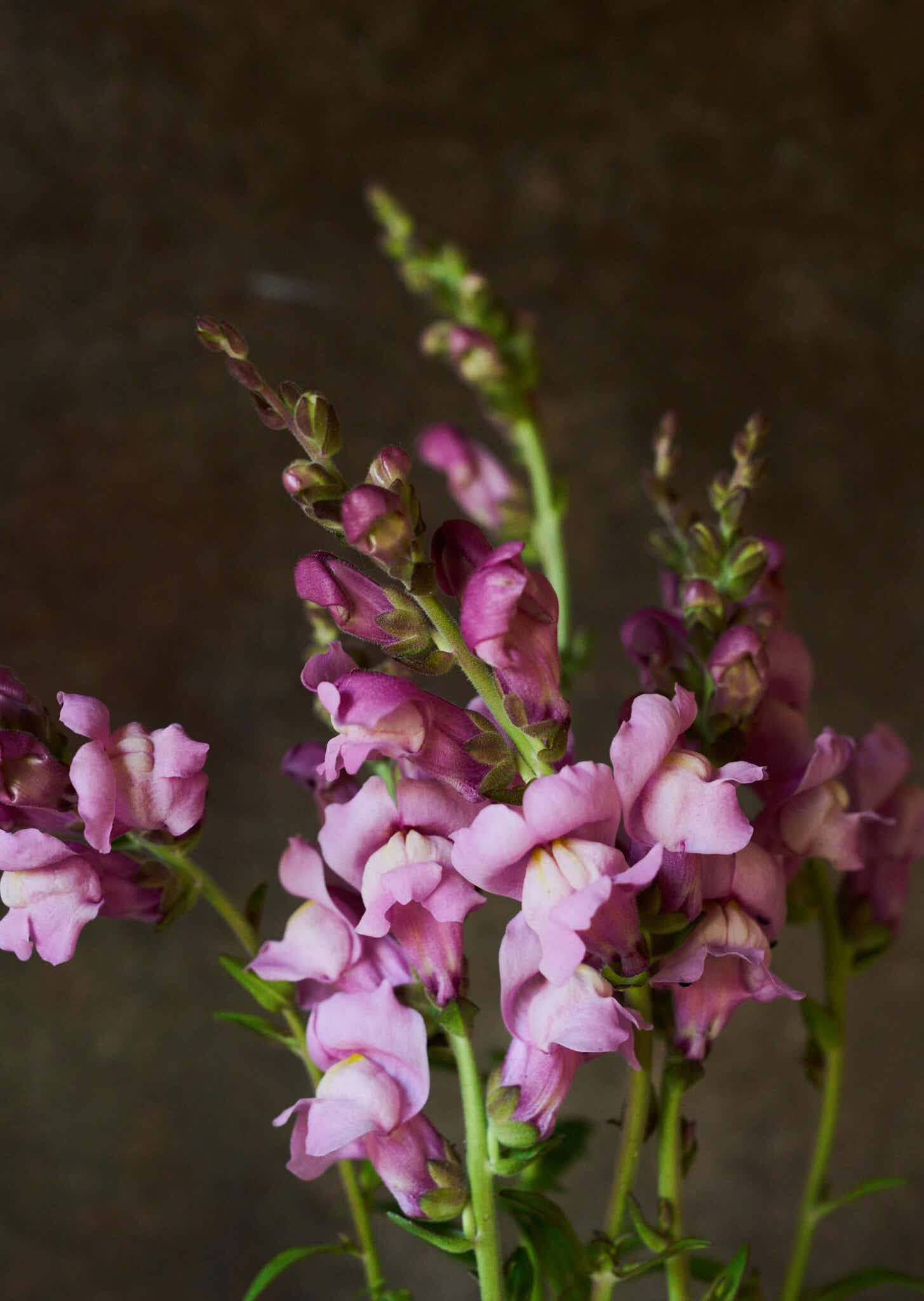 Løvemund 'Maryland Lavender' Seed 