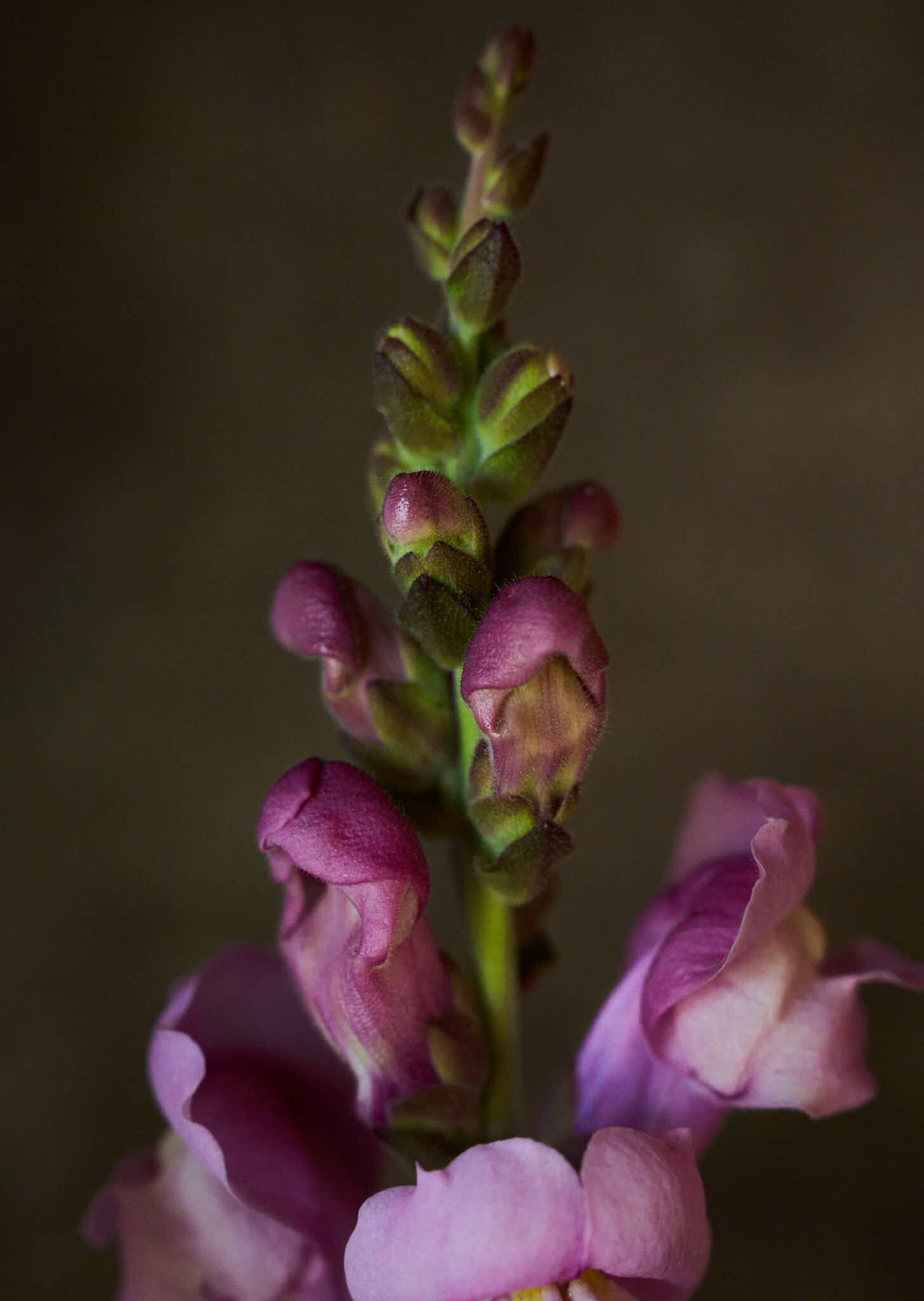 Løvemund 'Maryland Lavender' Seed 