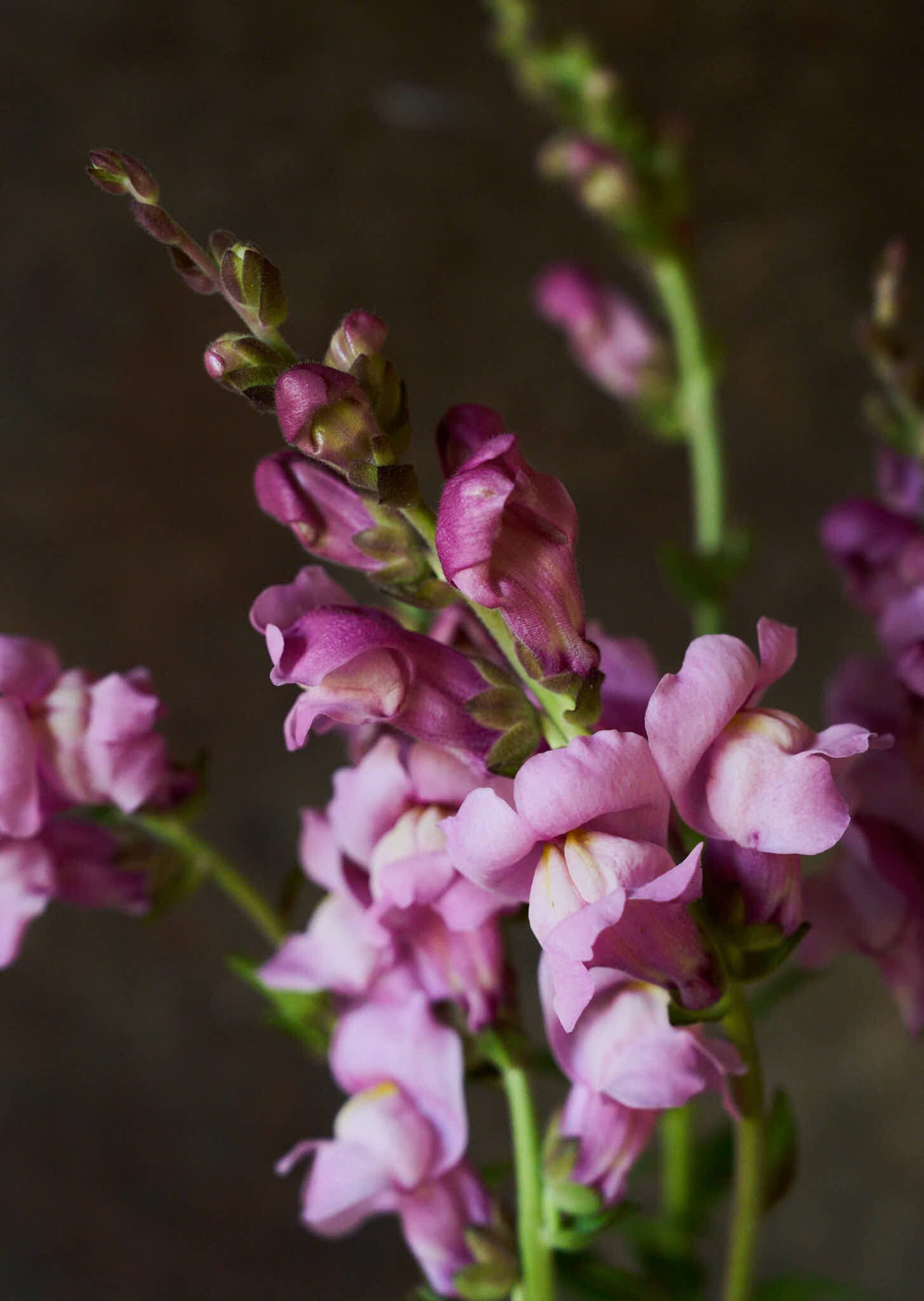 Løvemund 'Maryland Lavender' Seed 