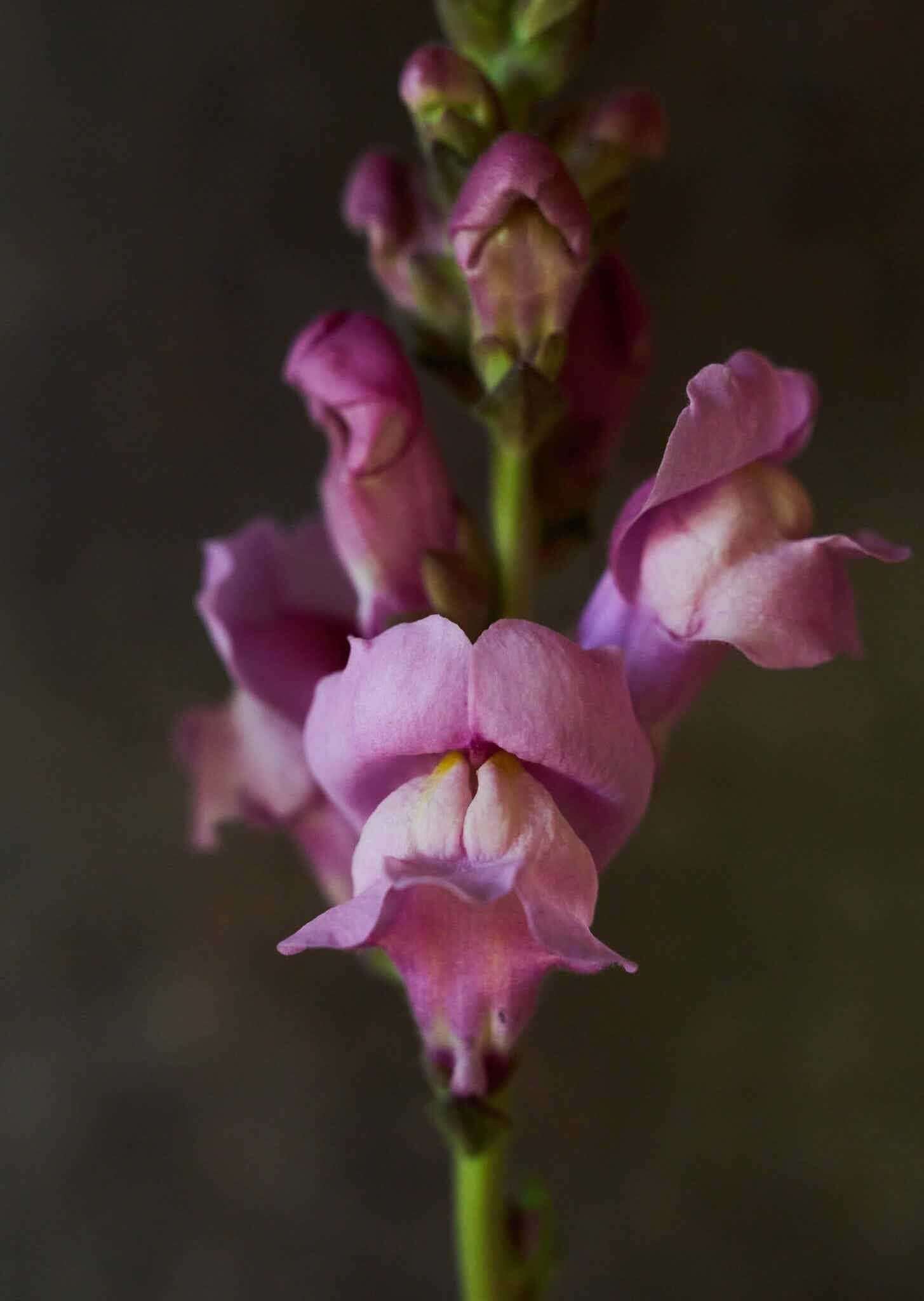 Løvemund 'Maryland Lavender' Seed 