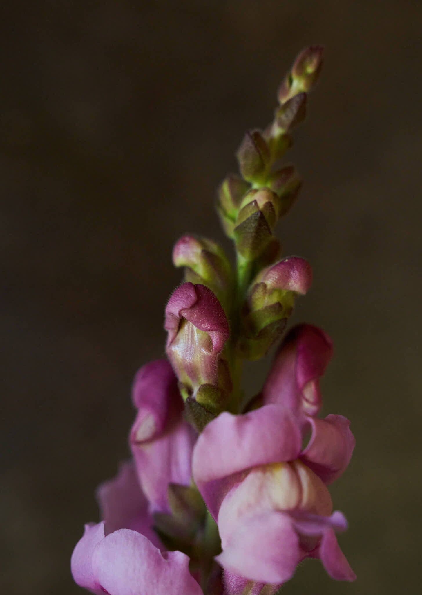 Løvemund 'Maryland Lavender' Seed 