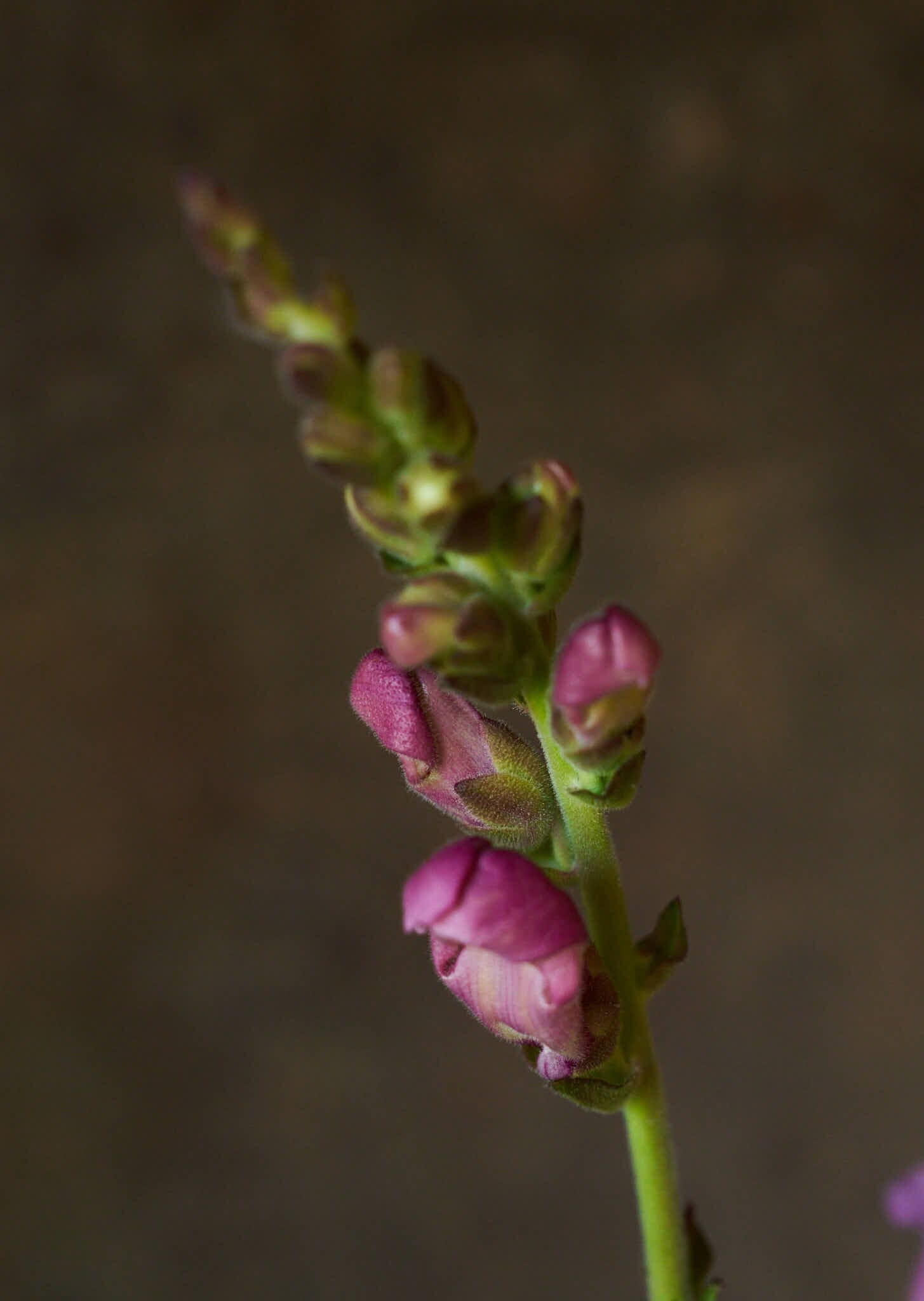 Løvemund 'Maryland Lavender' Seed 